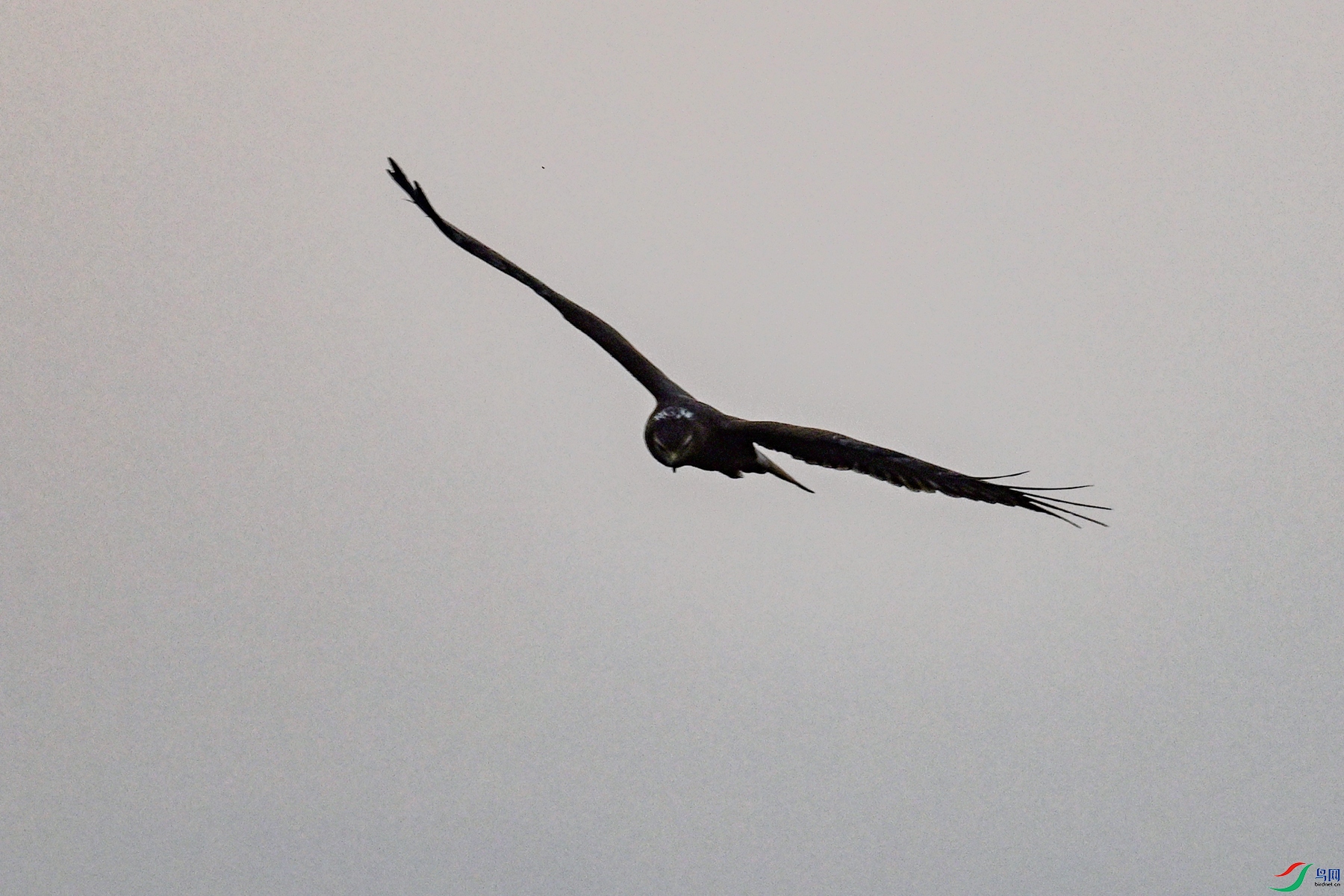 DSC_7729.JPG