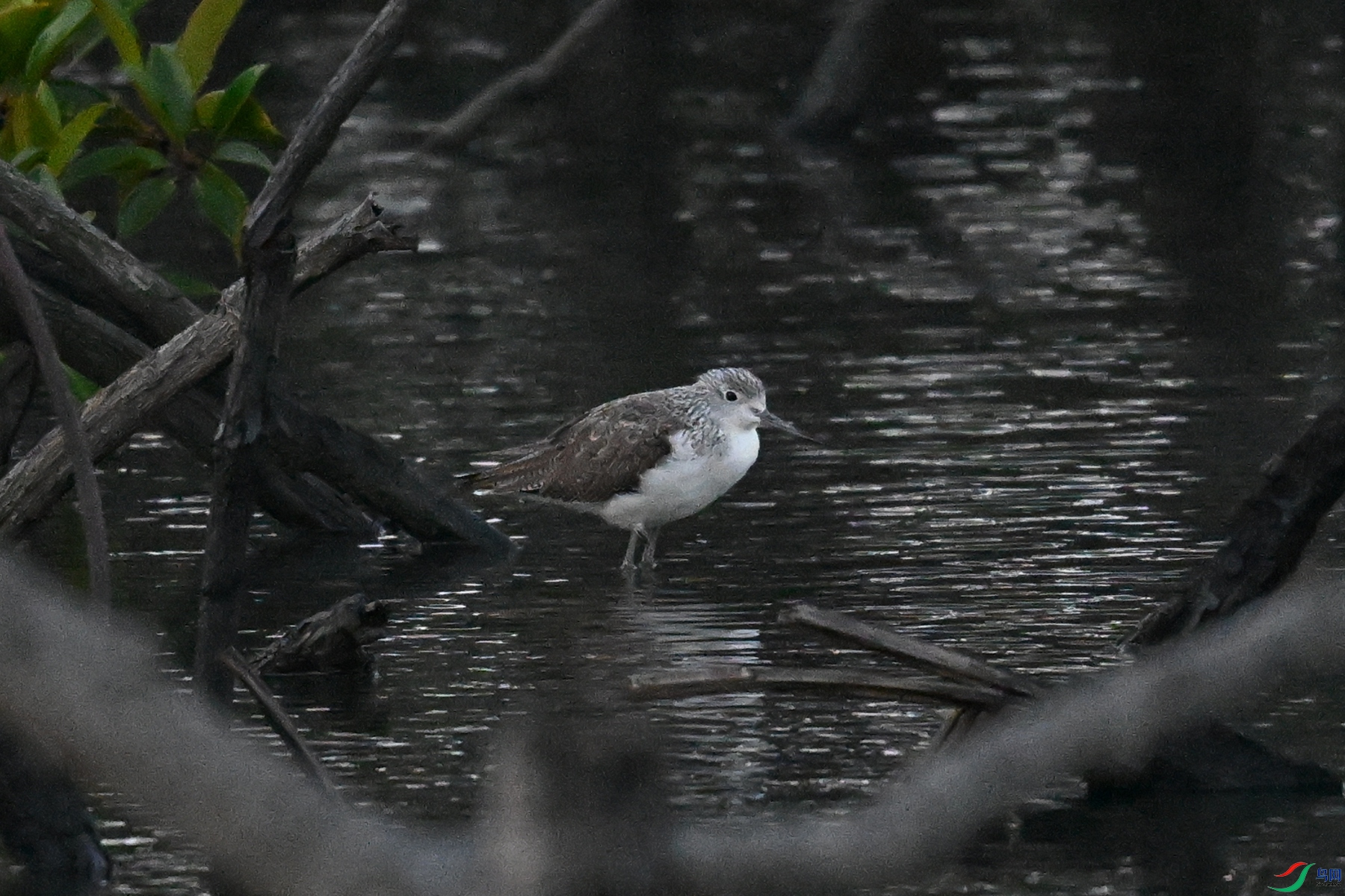 DSC_7721.JPG
