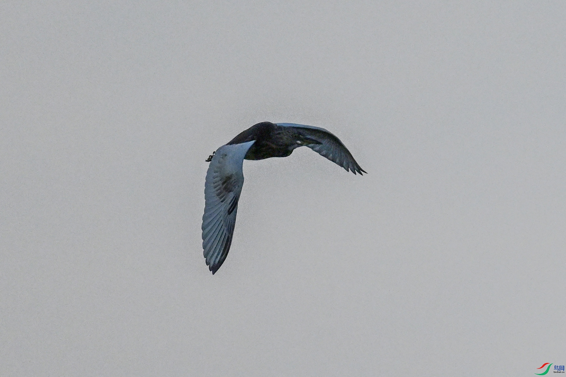 DSC_7736.JPG