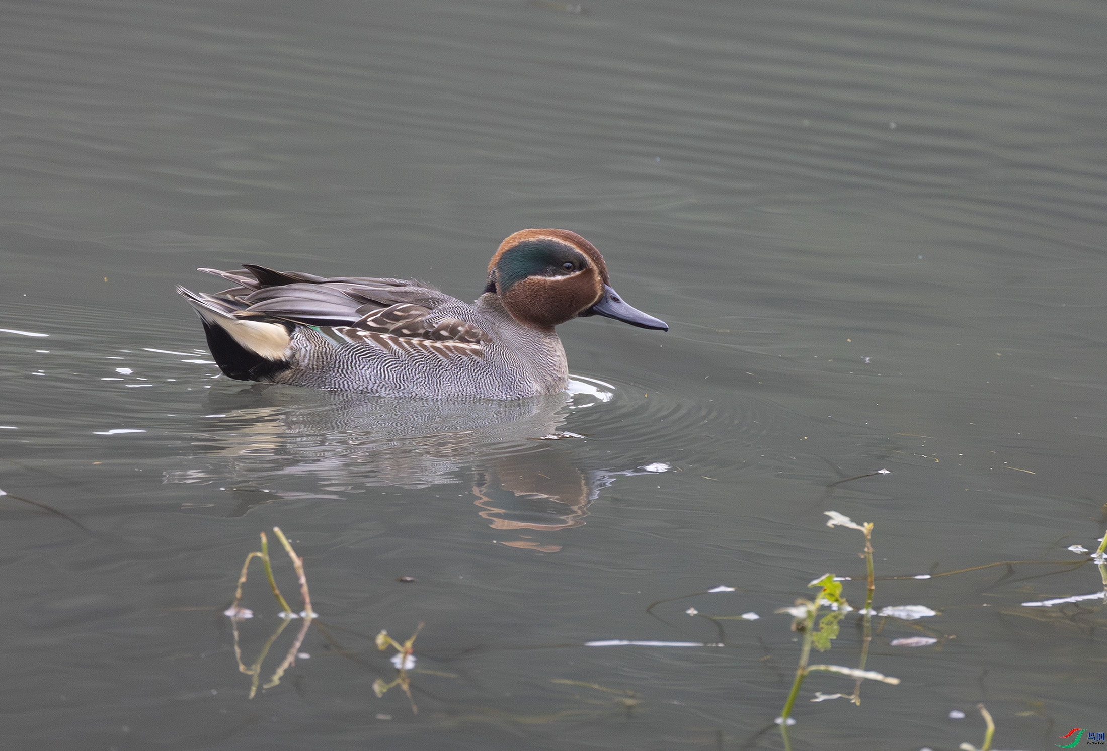 G47A6110-����ǿ-NR ����.jpg