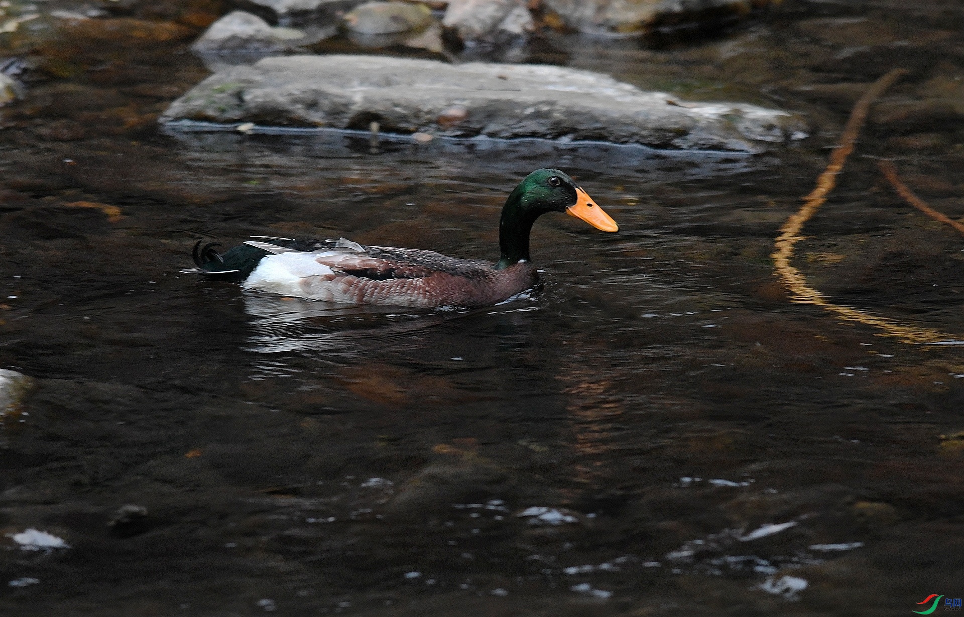 DSC_6854.jpg