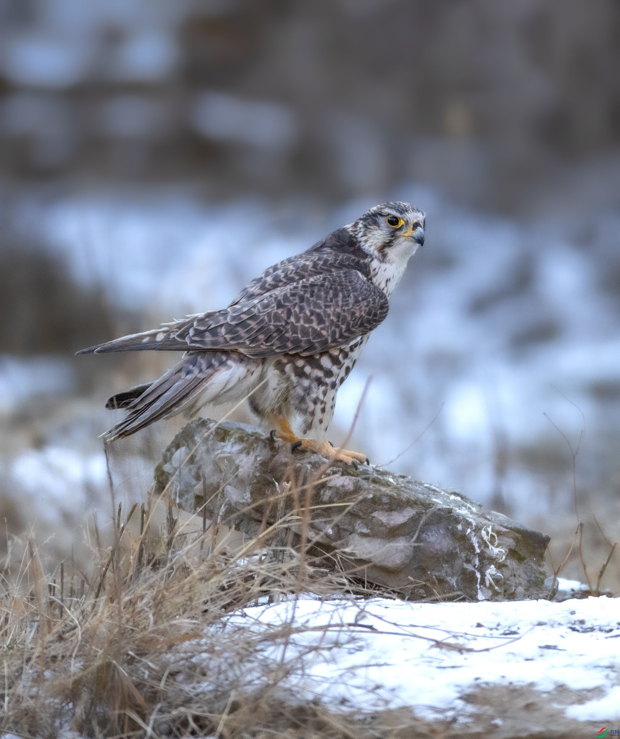 A79I3802 ����.jpg