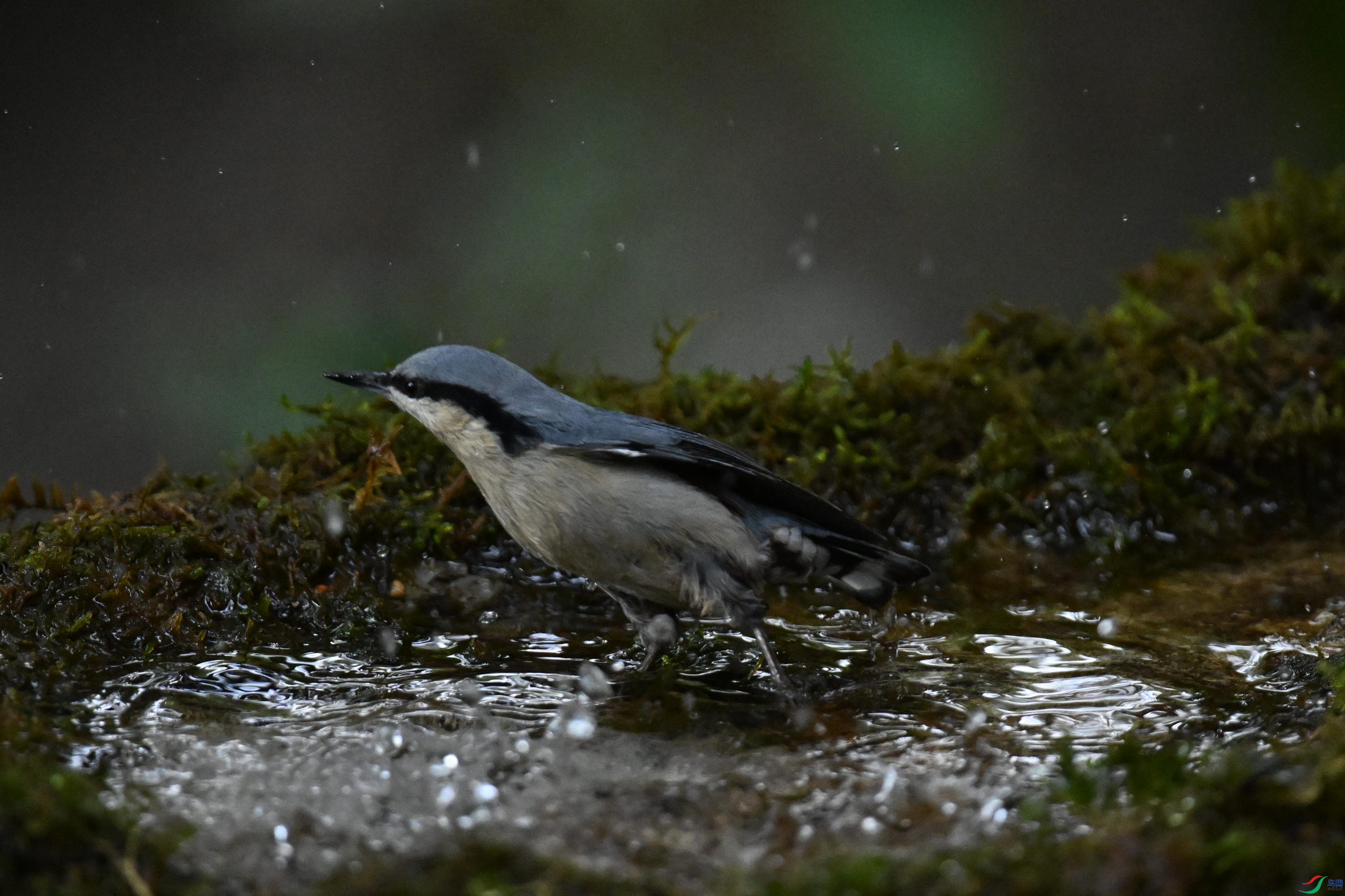 ���� (17).jpg