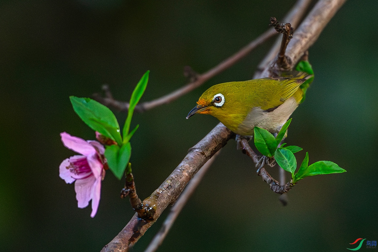 DSC_7300-AB.jpg