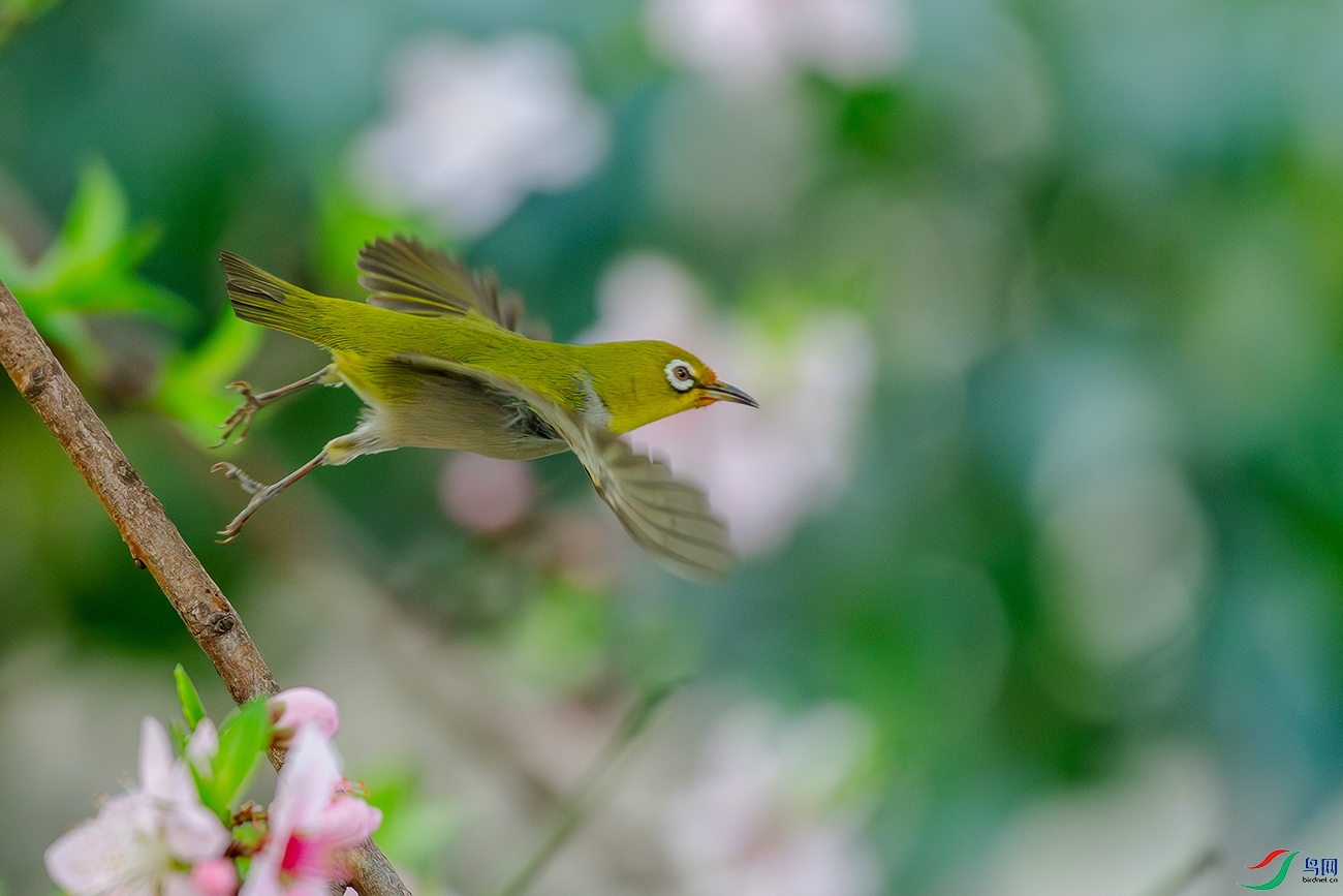 DSC_7921-AB.jpg