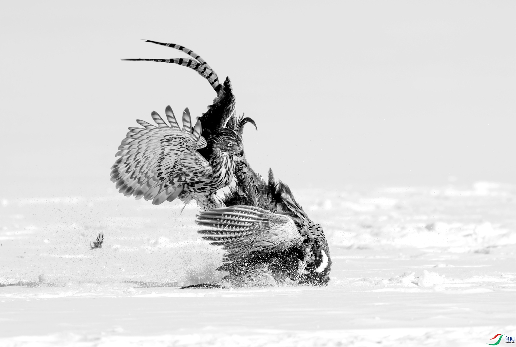 DSC00617 ����_����.jpg