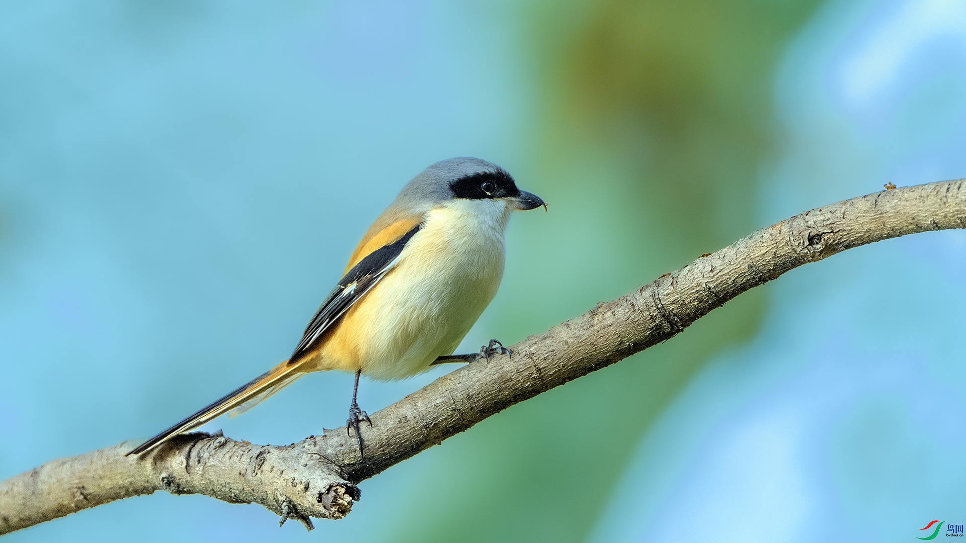 DSC_7987 ����.jpg