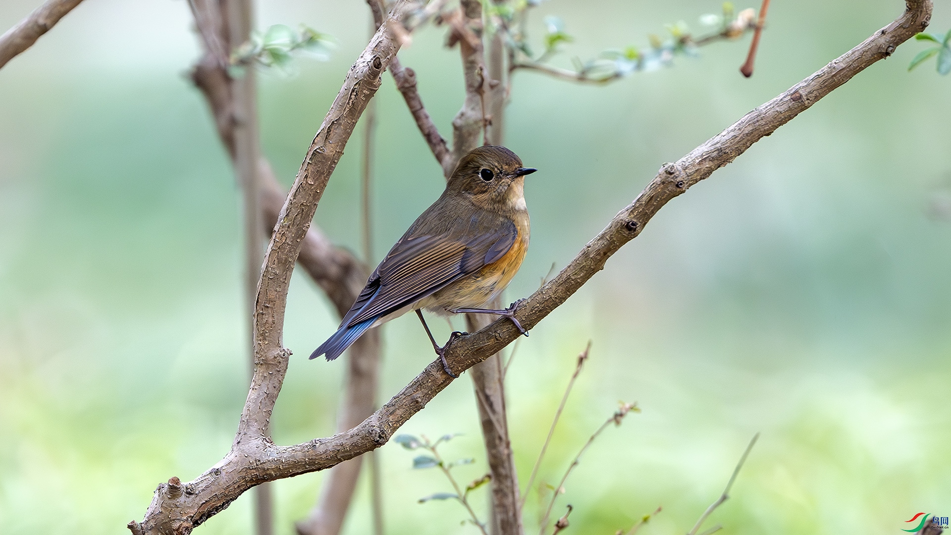 DSC_7993-����ǿ-NR ����.jpg