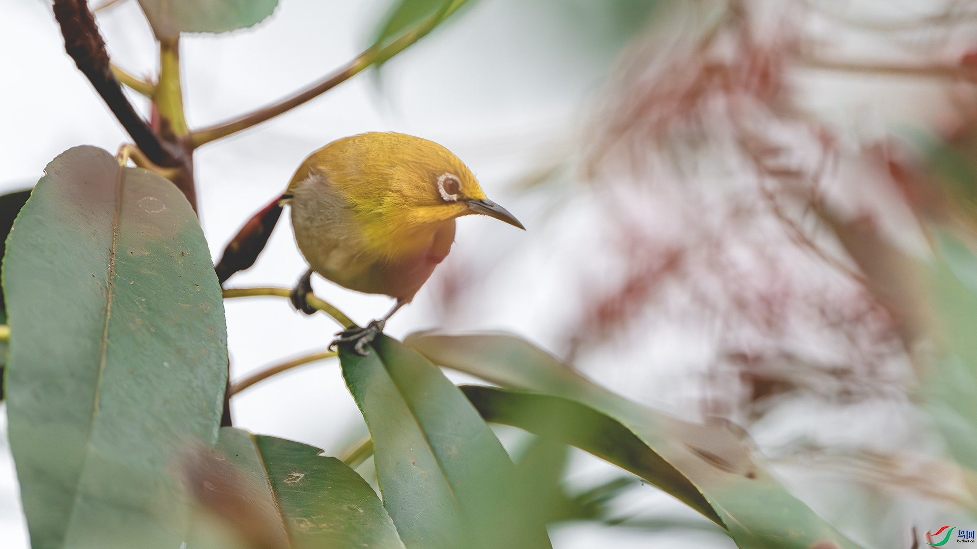 DSC_8046-����ǿ-NR ����.jpg