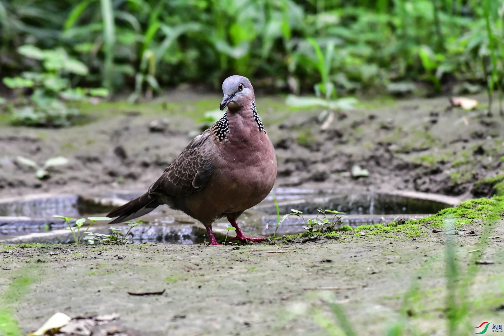 DSC_4610_1.jpg