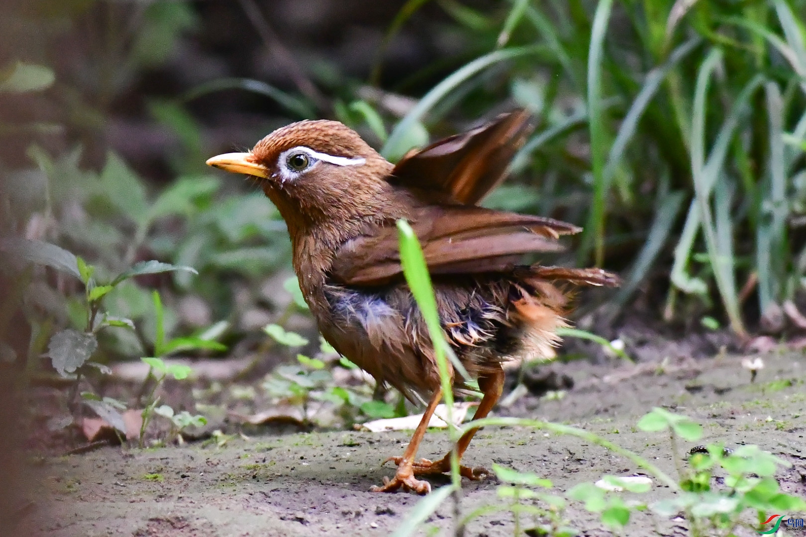 DSC_4712_1.jpg