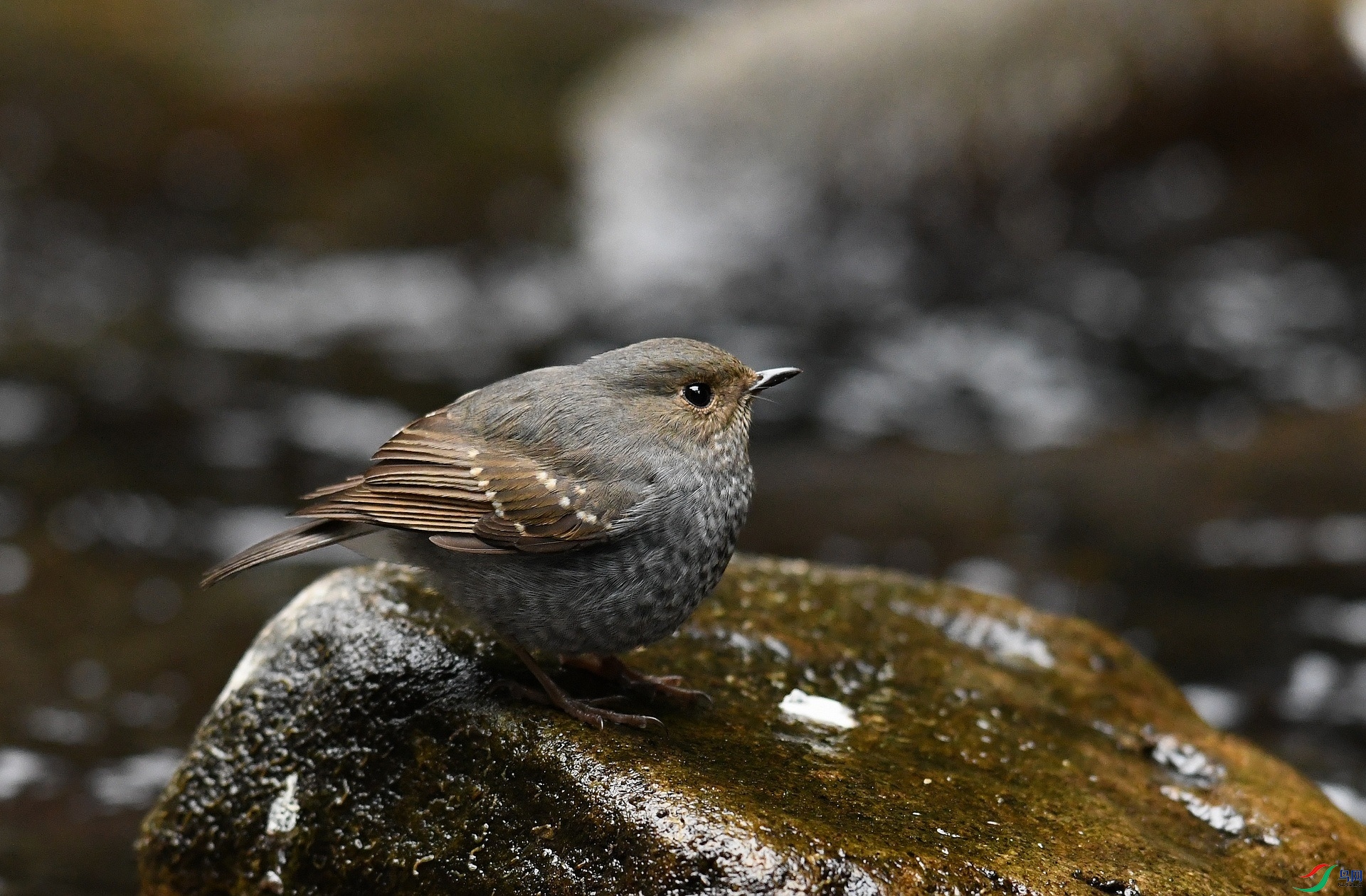 DSC_4346.jpg