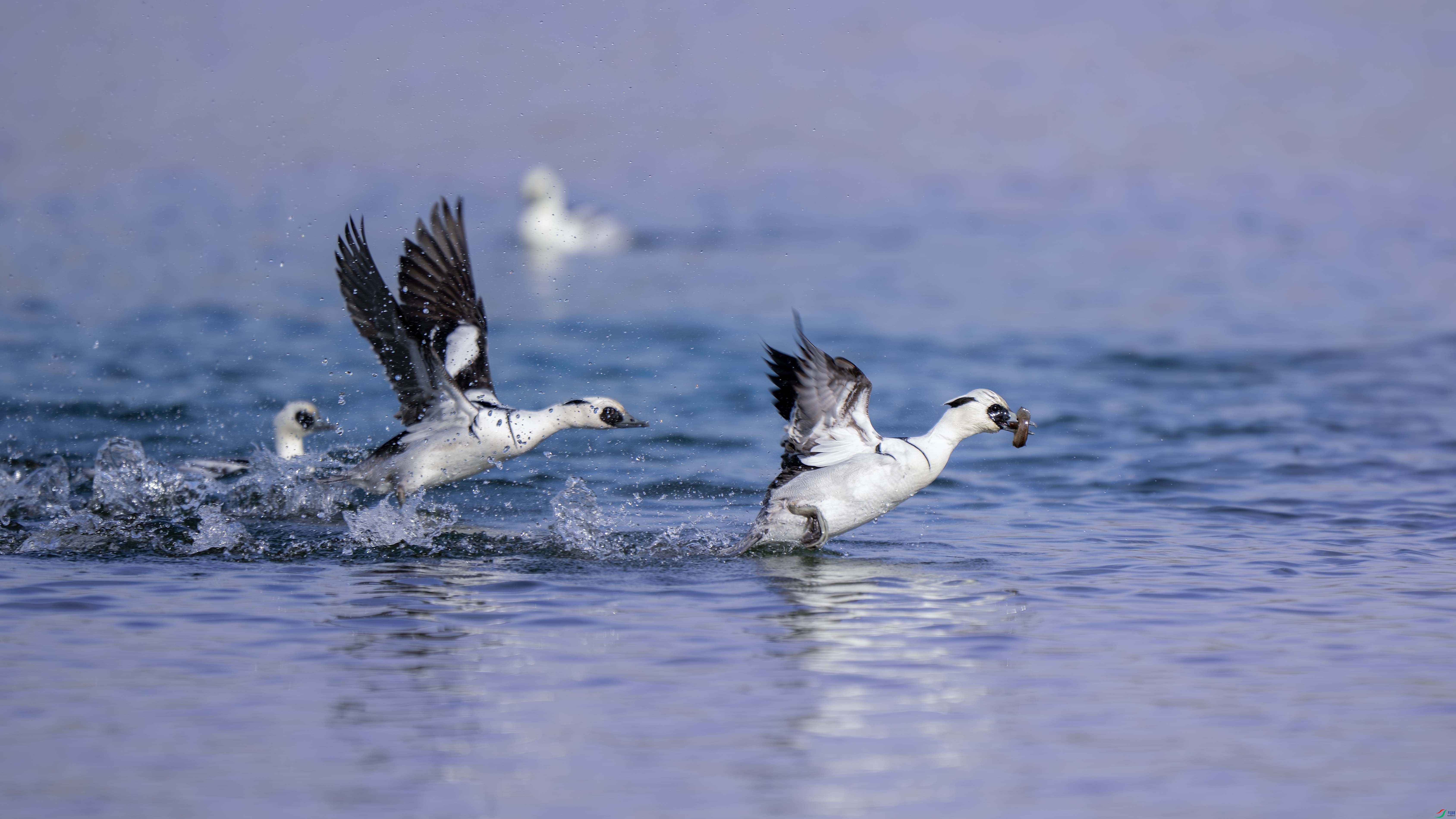 _DSC3145 ����.jpg