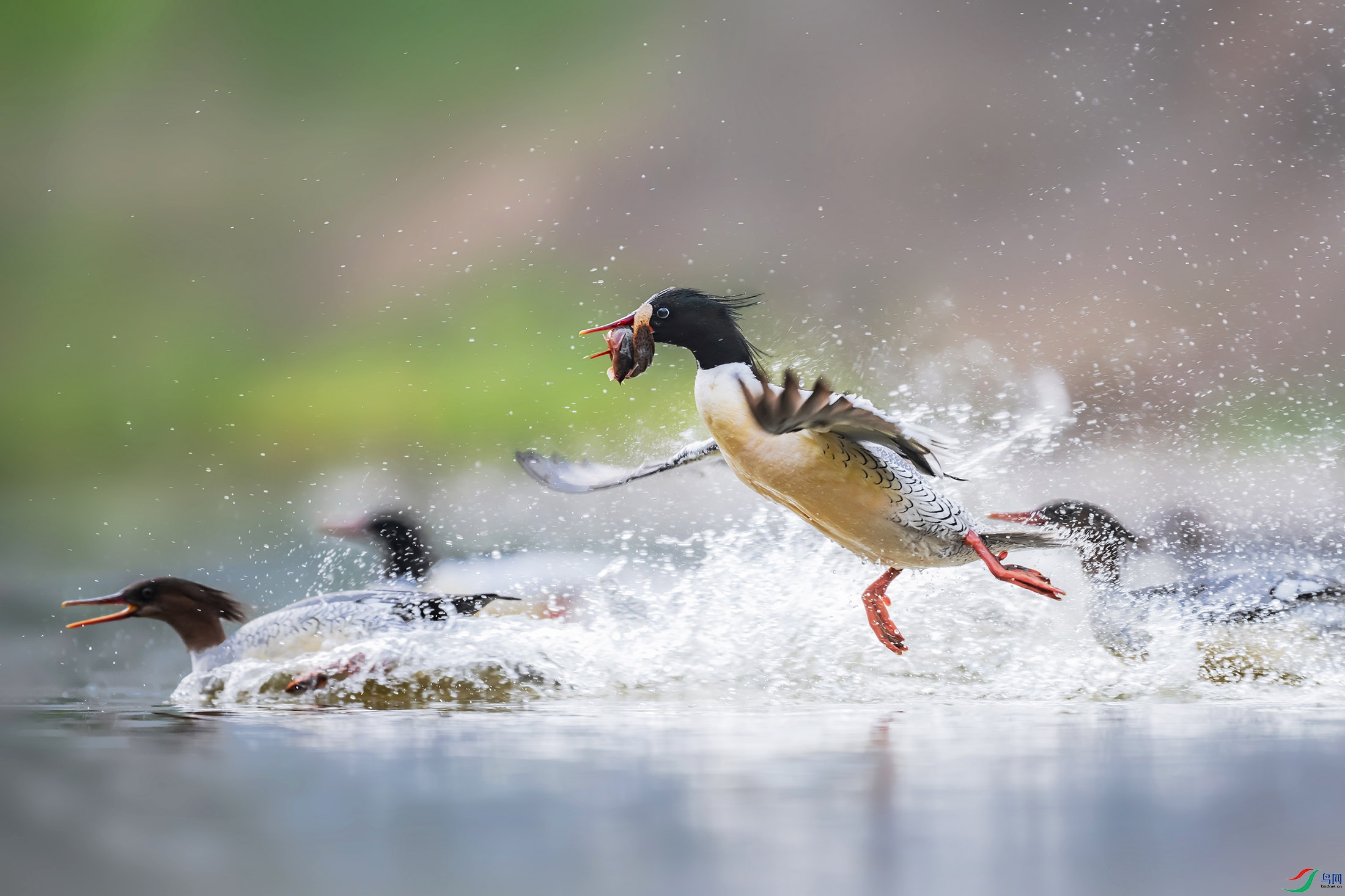 DSC_7557 ����.jpg