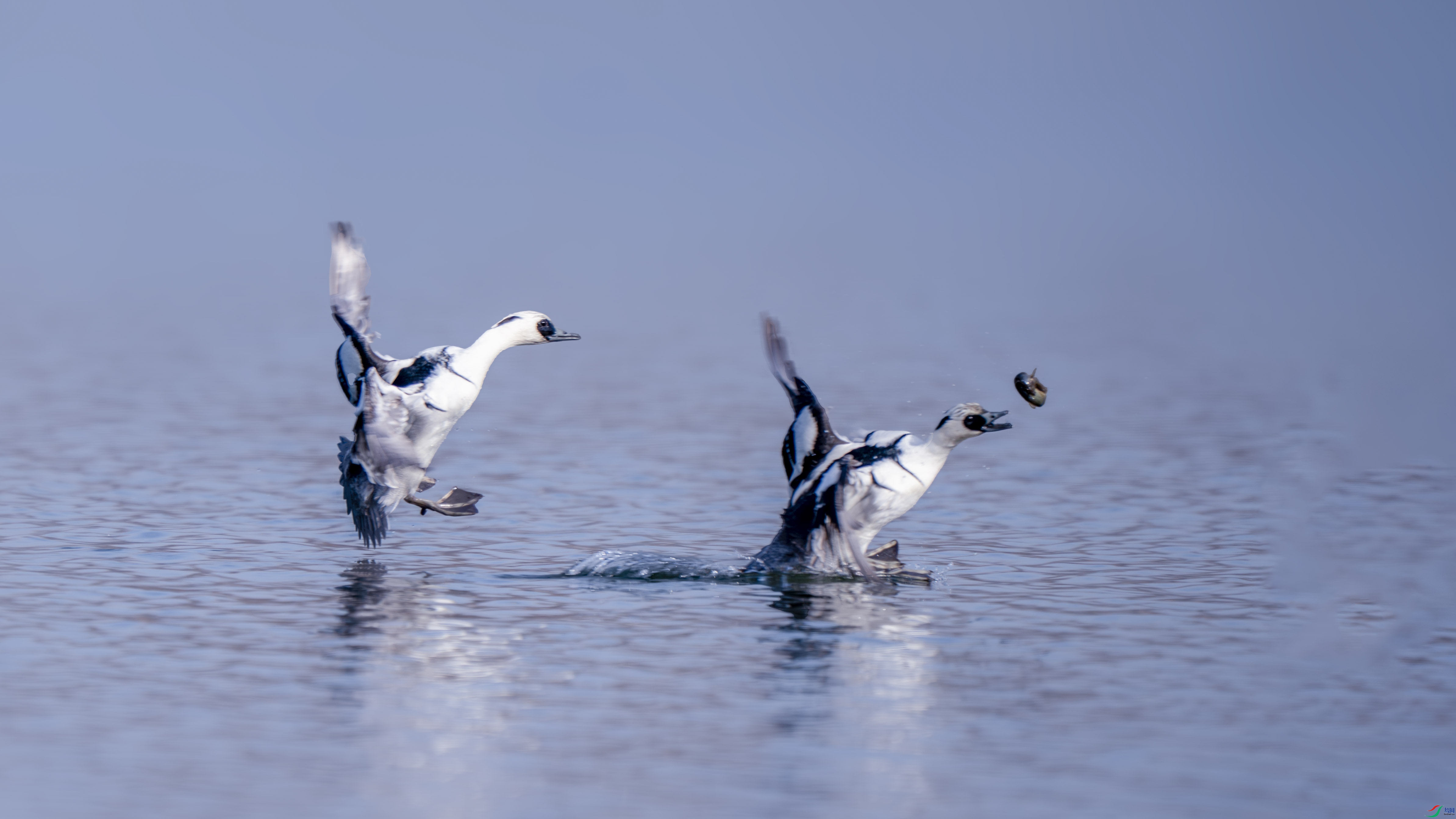 _DSC2433 ����.jpg