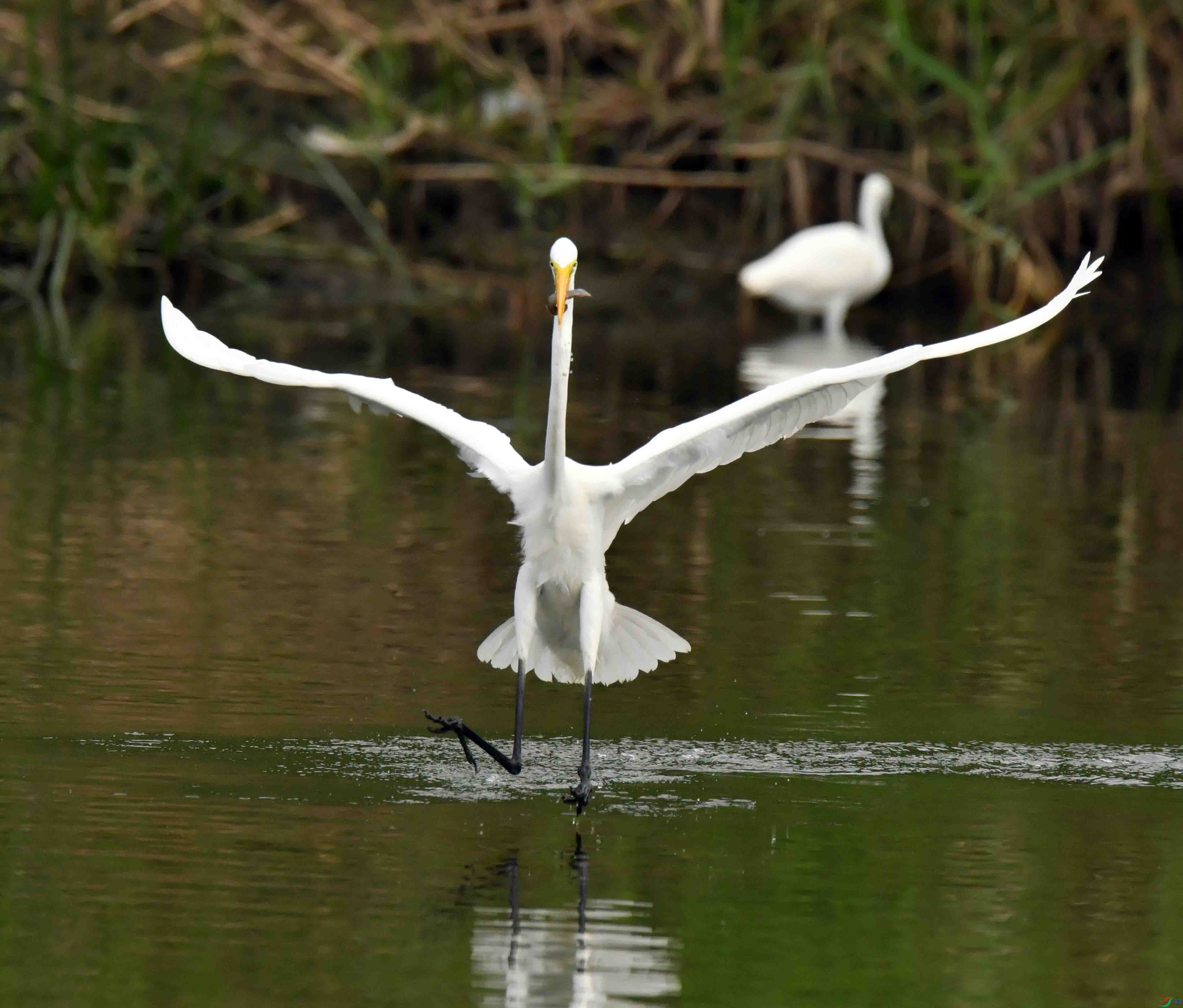 DSC_6689.JPG