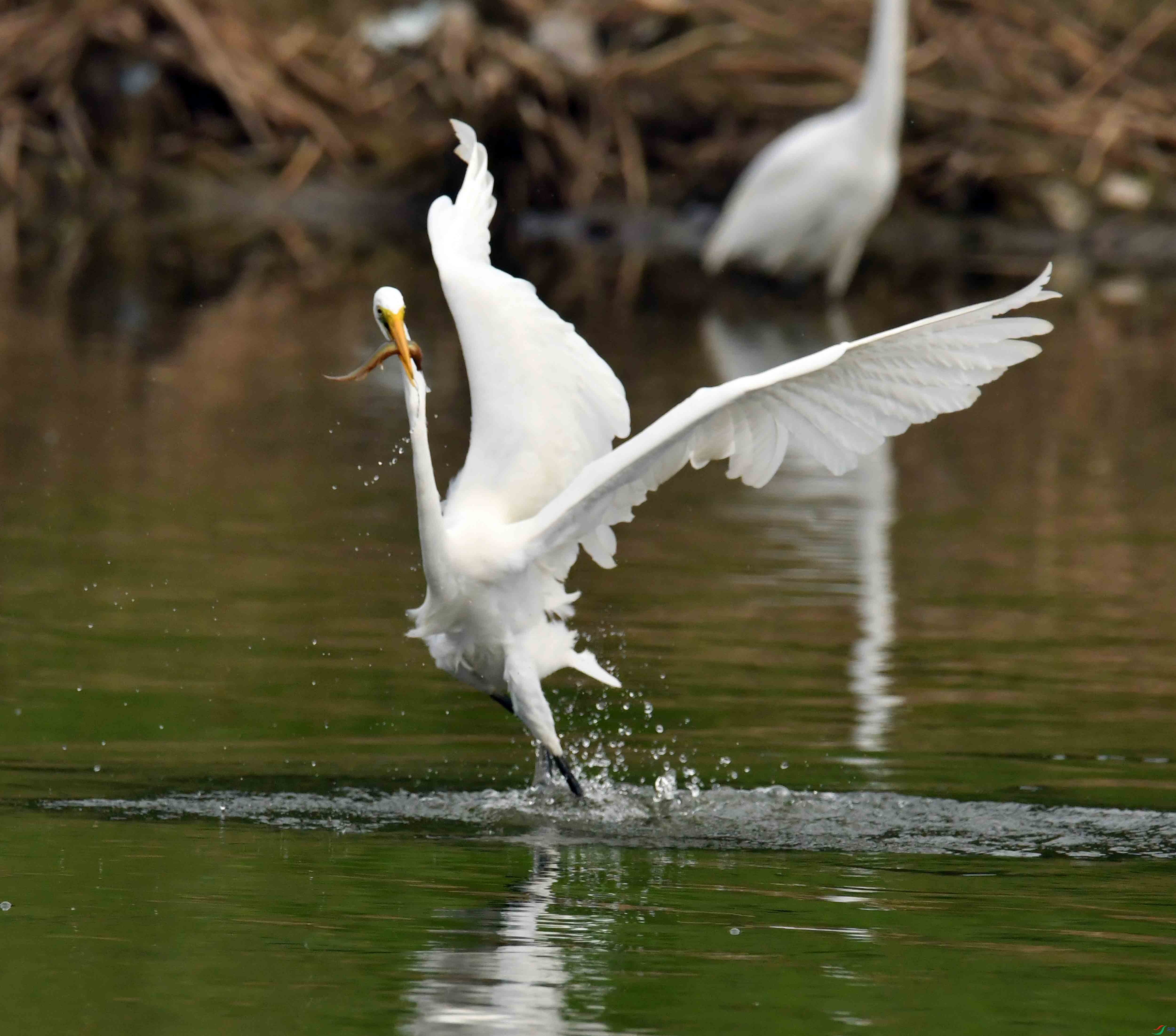 DSC_6727.JPG