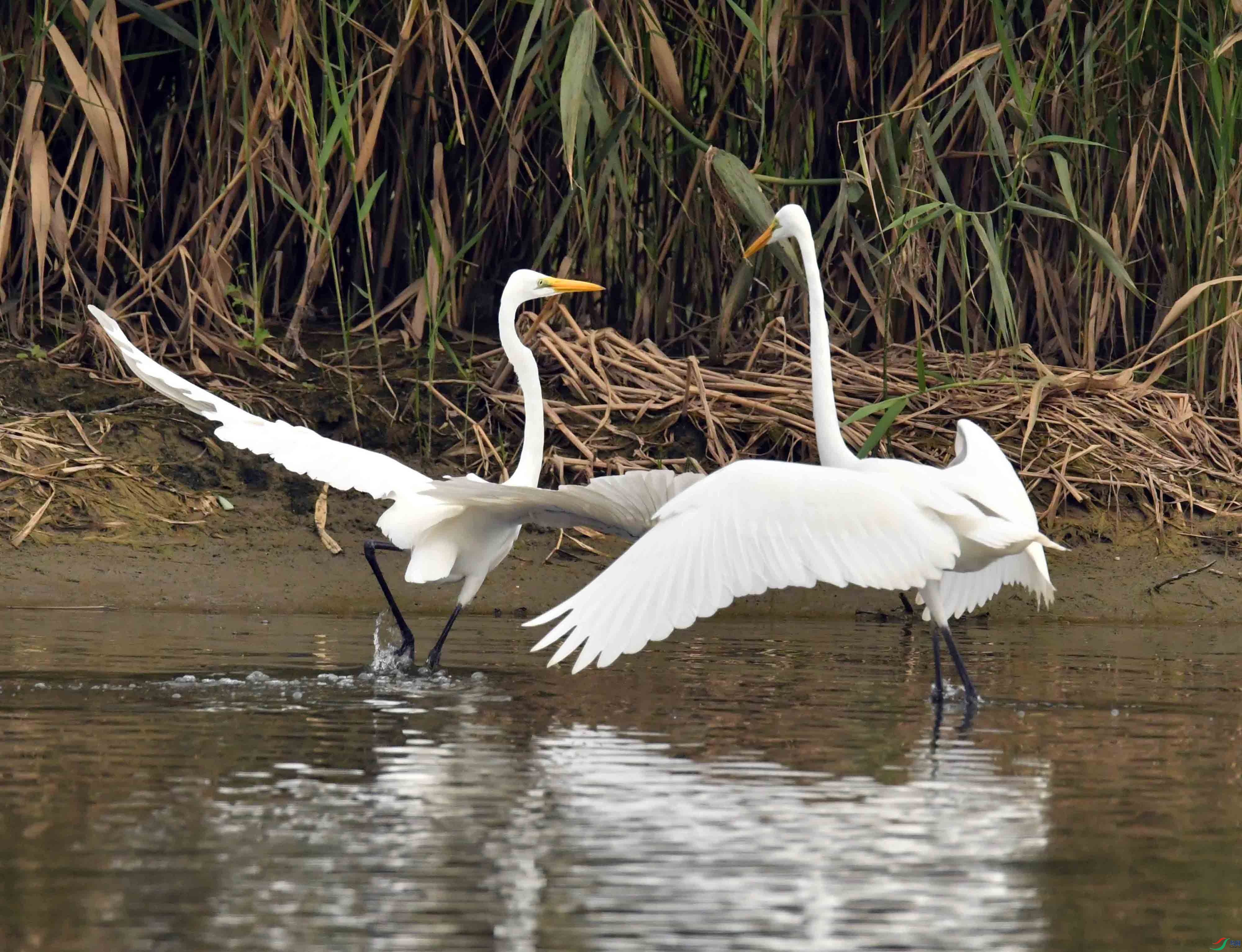 DSC_6743.JPG