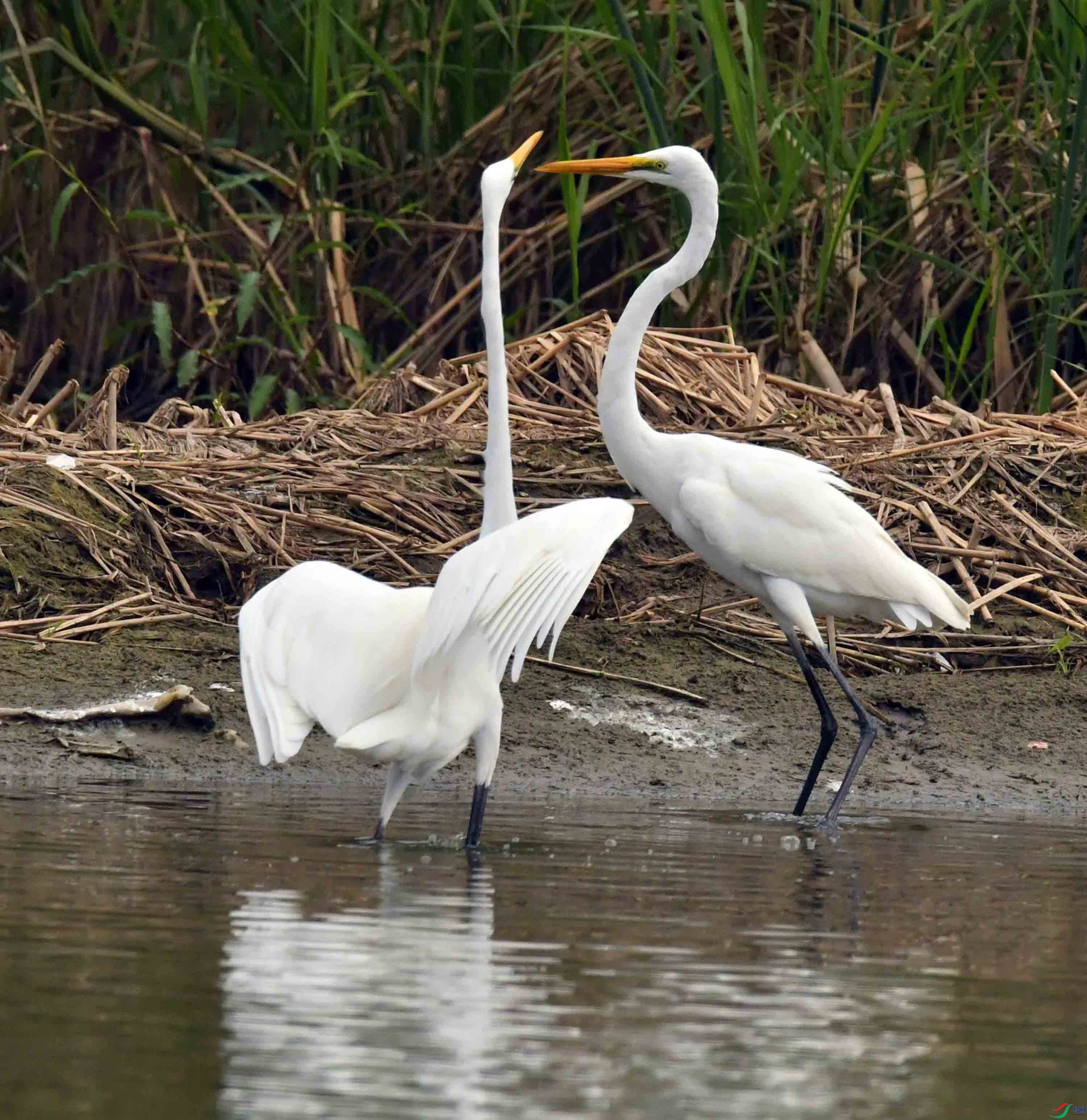 DSC_6752.JPG