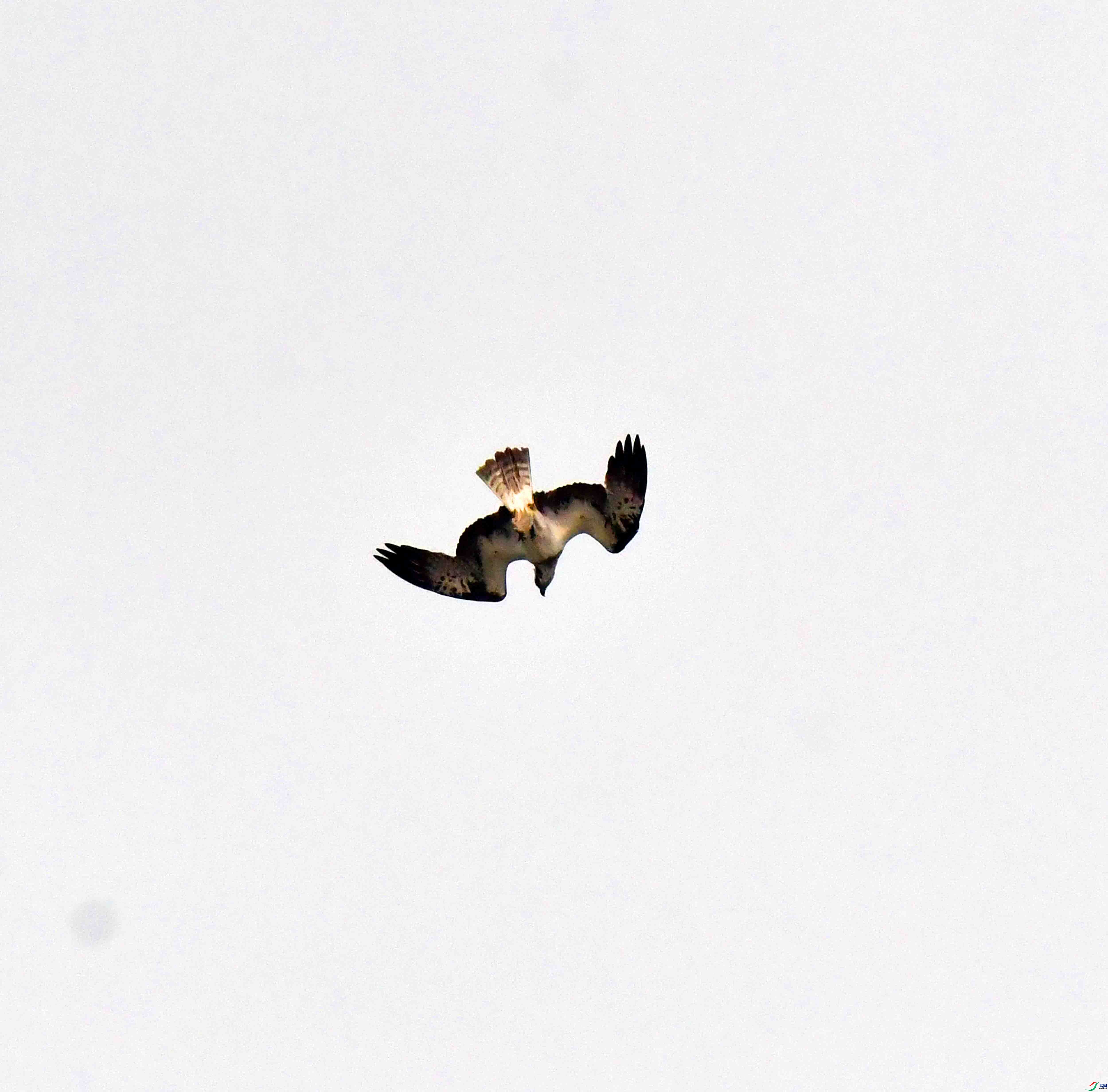 DSC_9595.JPG