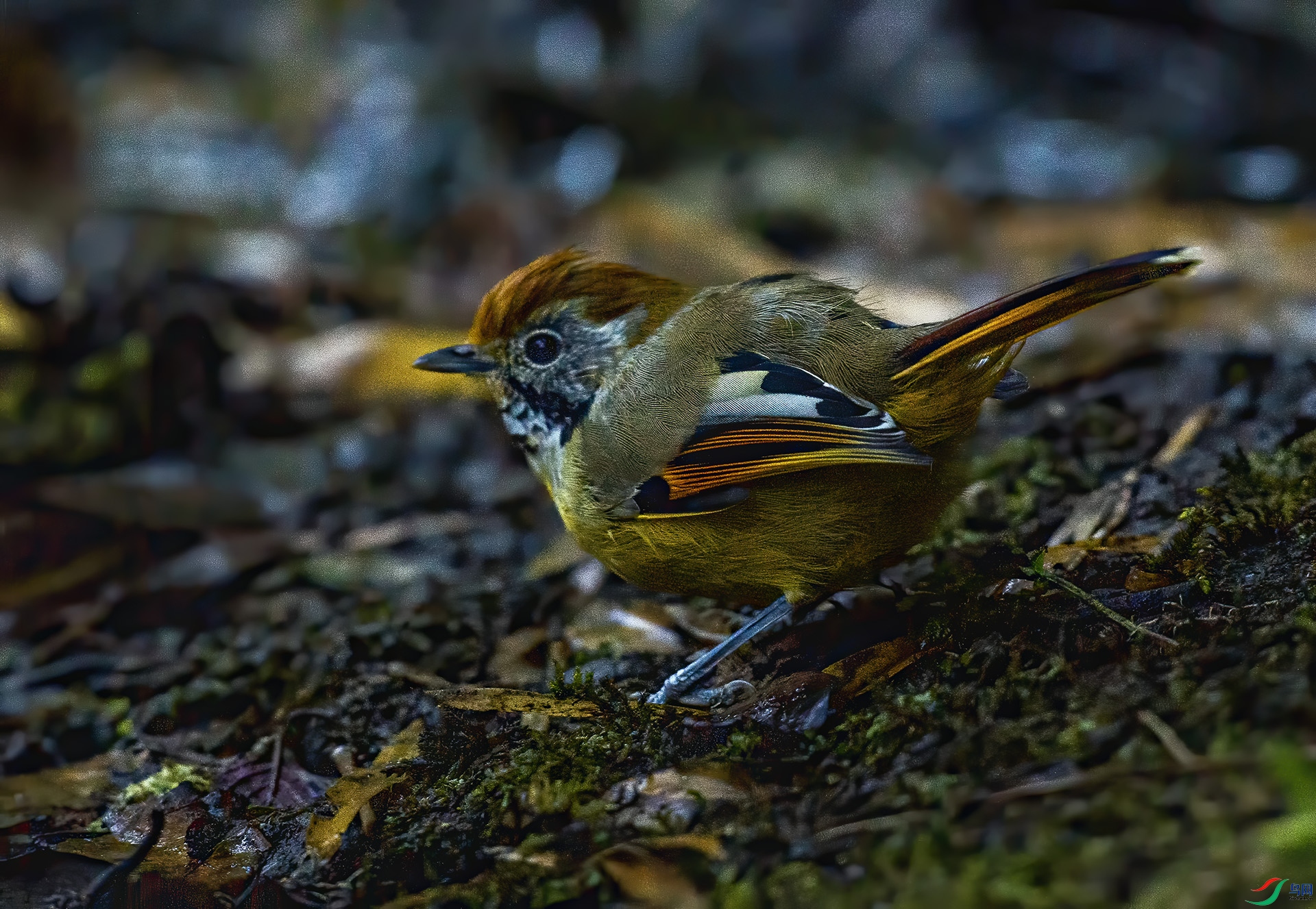DSC_8572.jpg