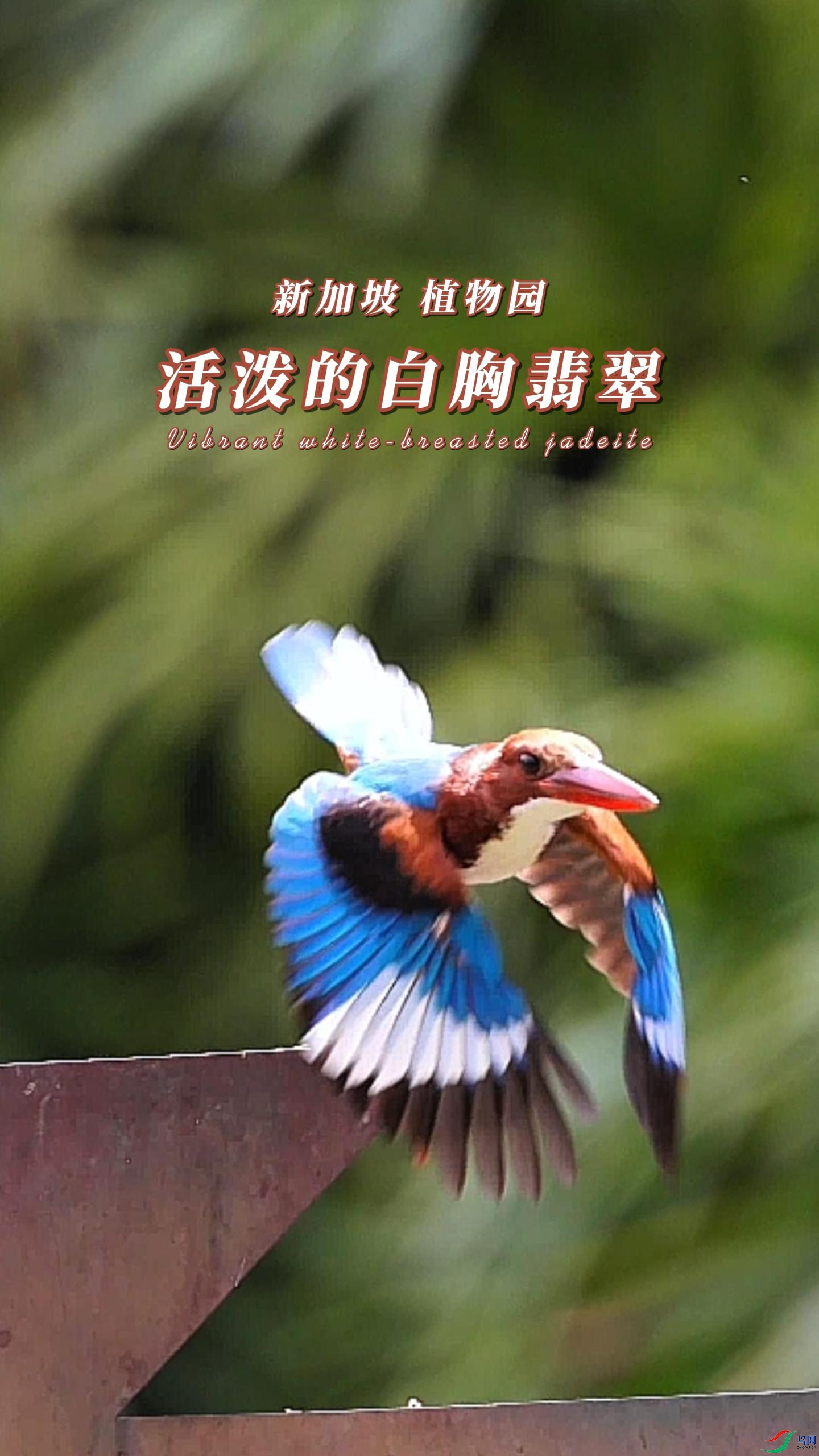 �¼��� ֲ��԰ ���õİ������-����.jpg