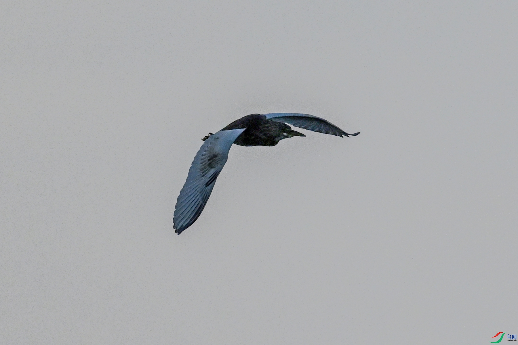 DSC_7735.JPG