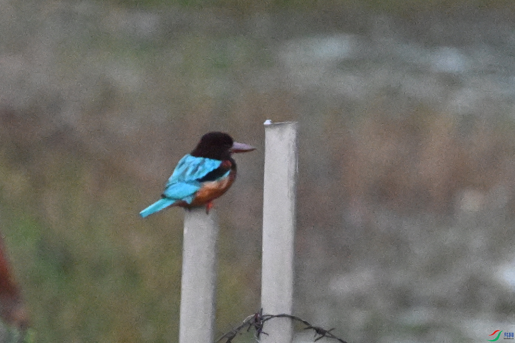 DSC_7746.JPG