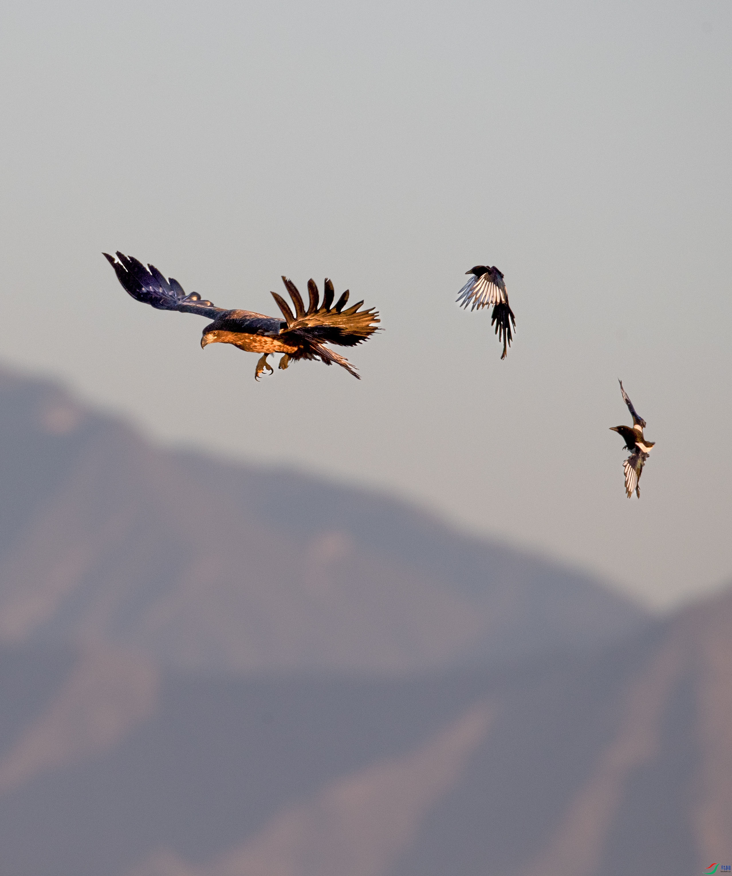 A79I0980 ����.jpg