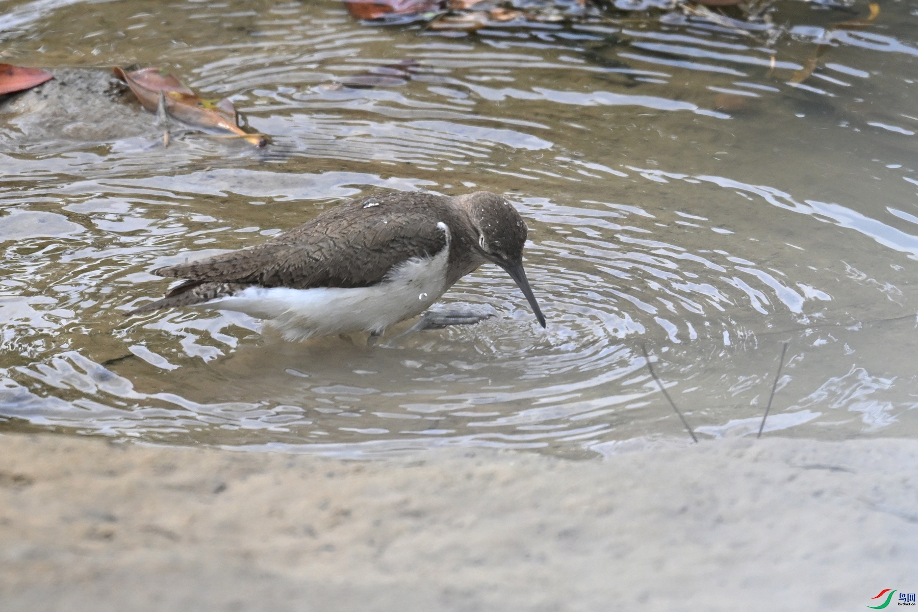 DSC_7771.JPG