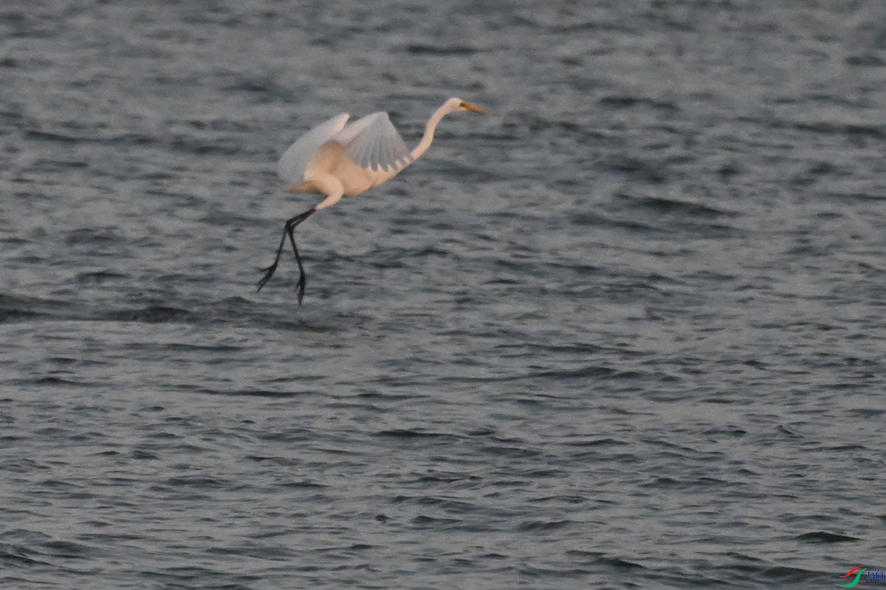 DSC_7750.JPG