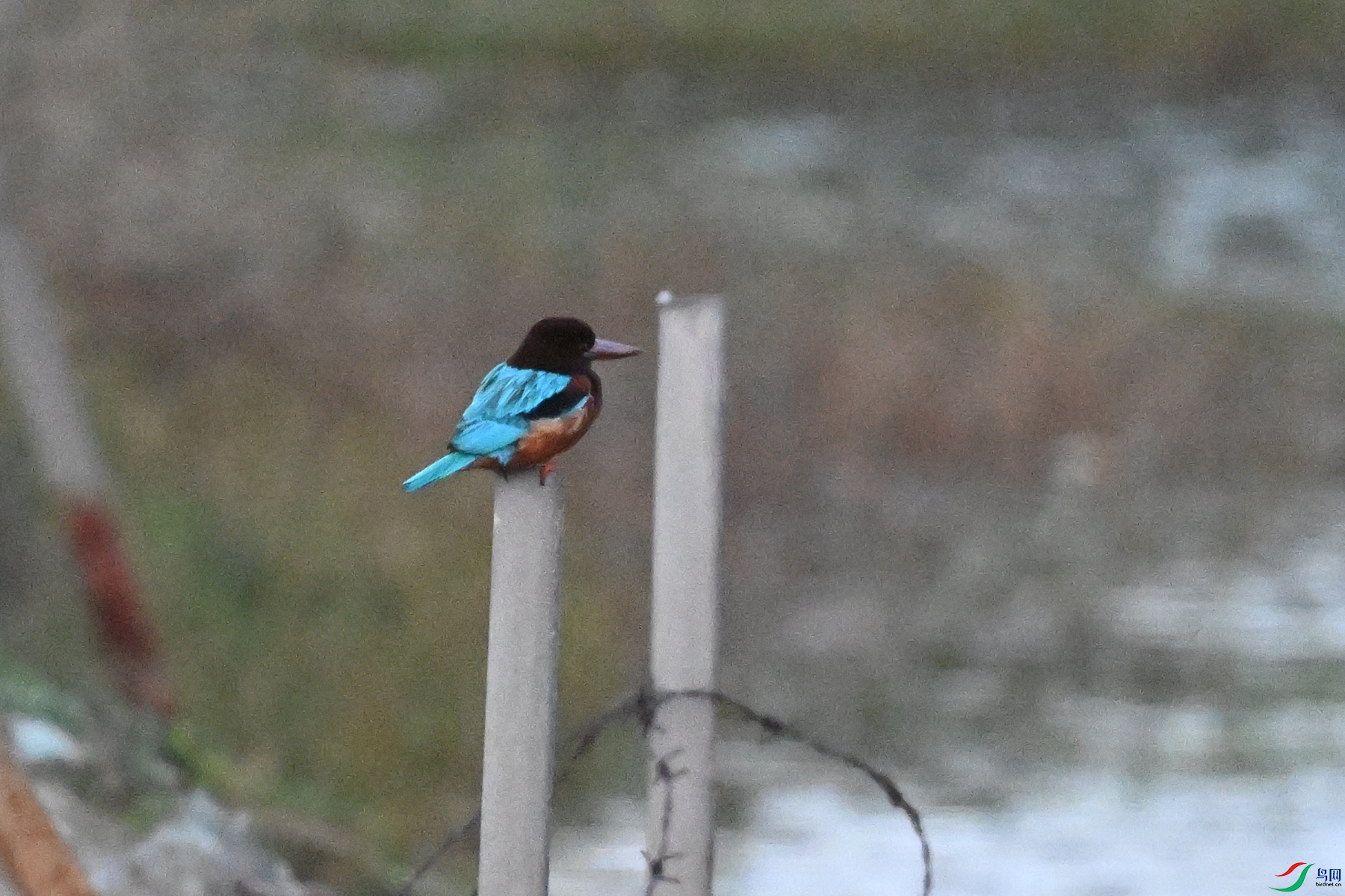 DSC_7748.JPG