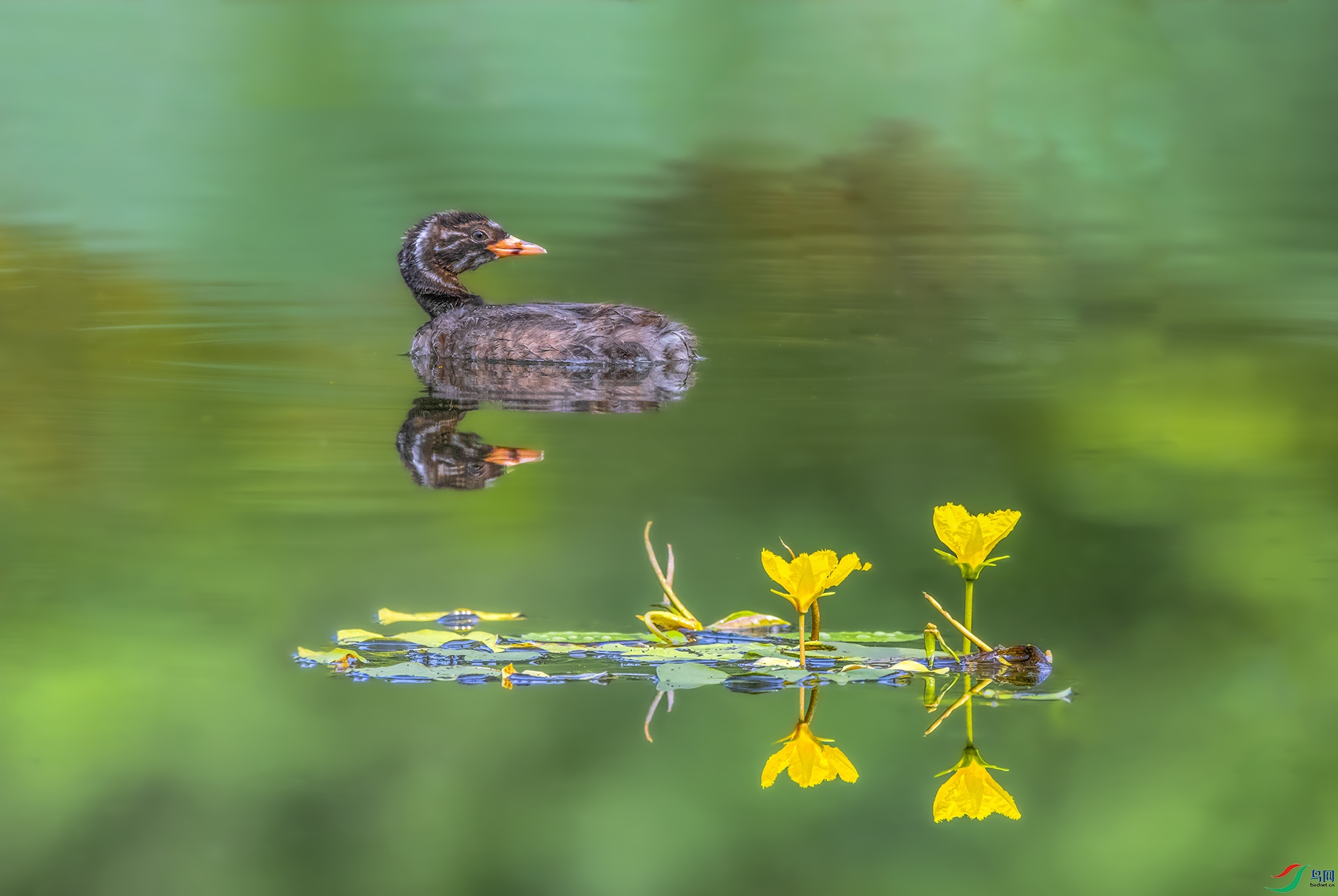 REC_1493_��ͼ��_��ͼ�� ����.jpg