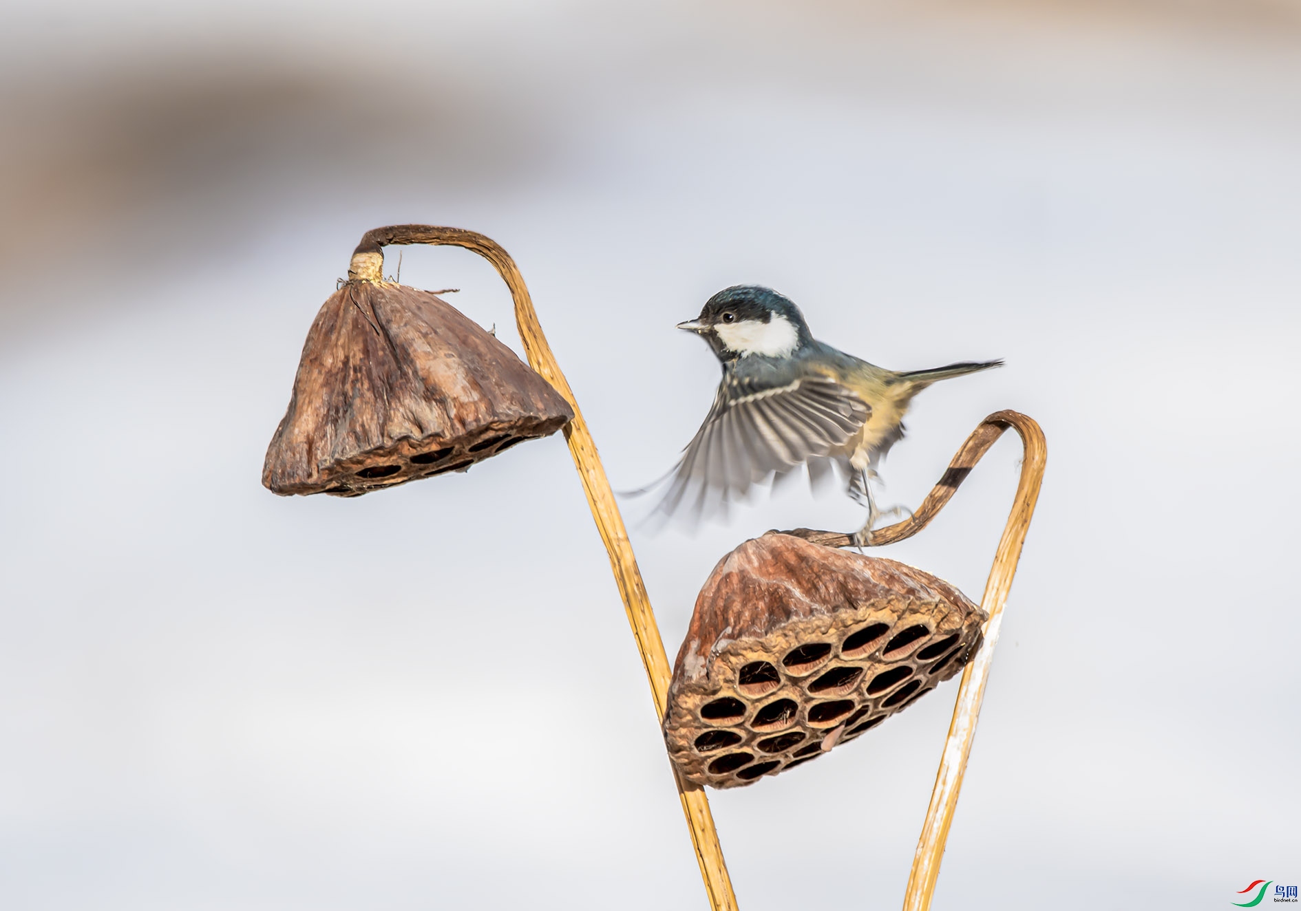 DSC_0032_��ͼ�� ����.jpg