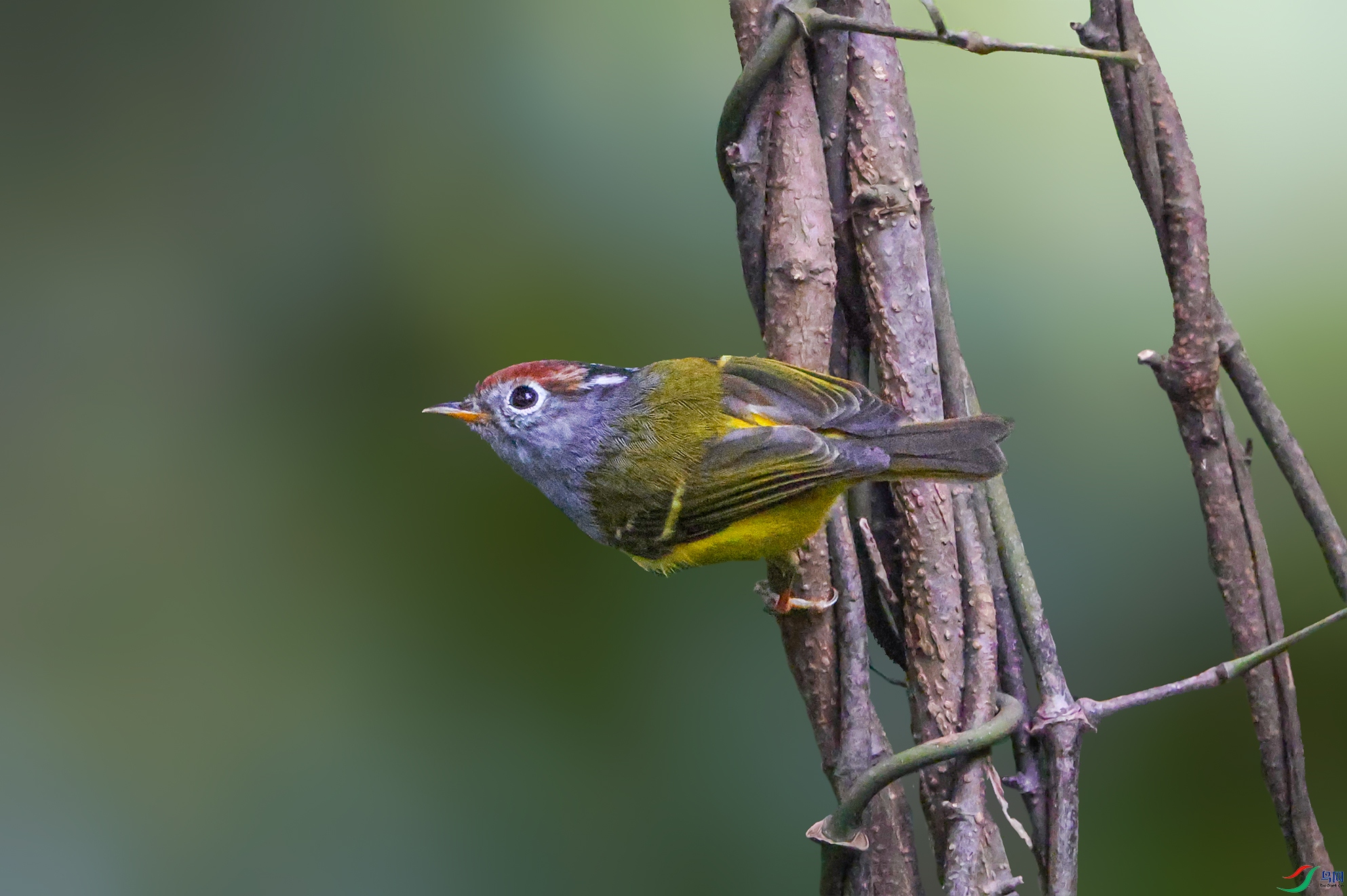 �������ϵ���ͷ�lݺ