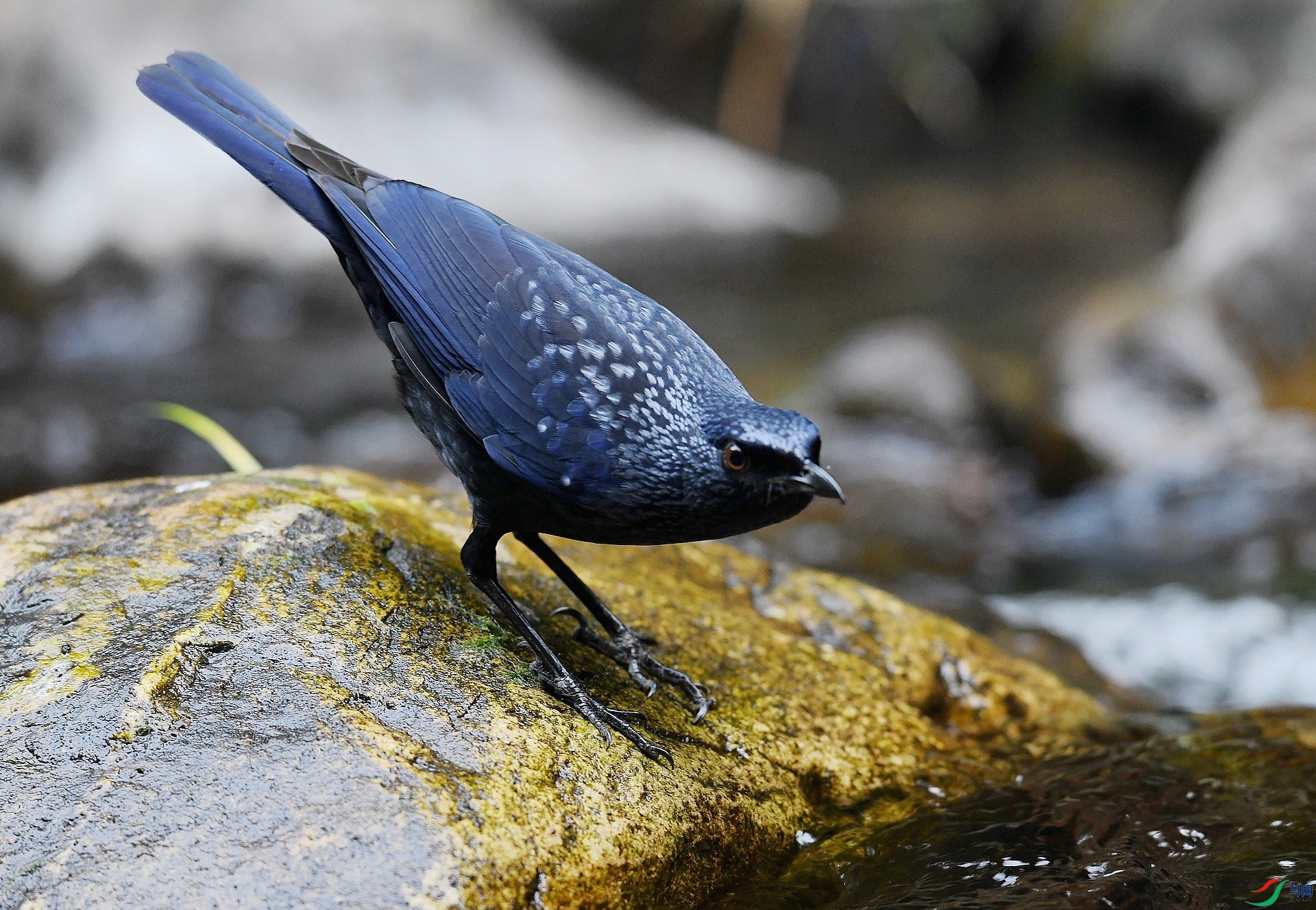 DSC_3105.jpg