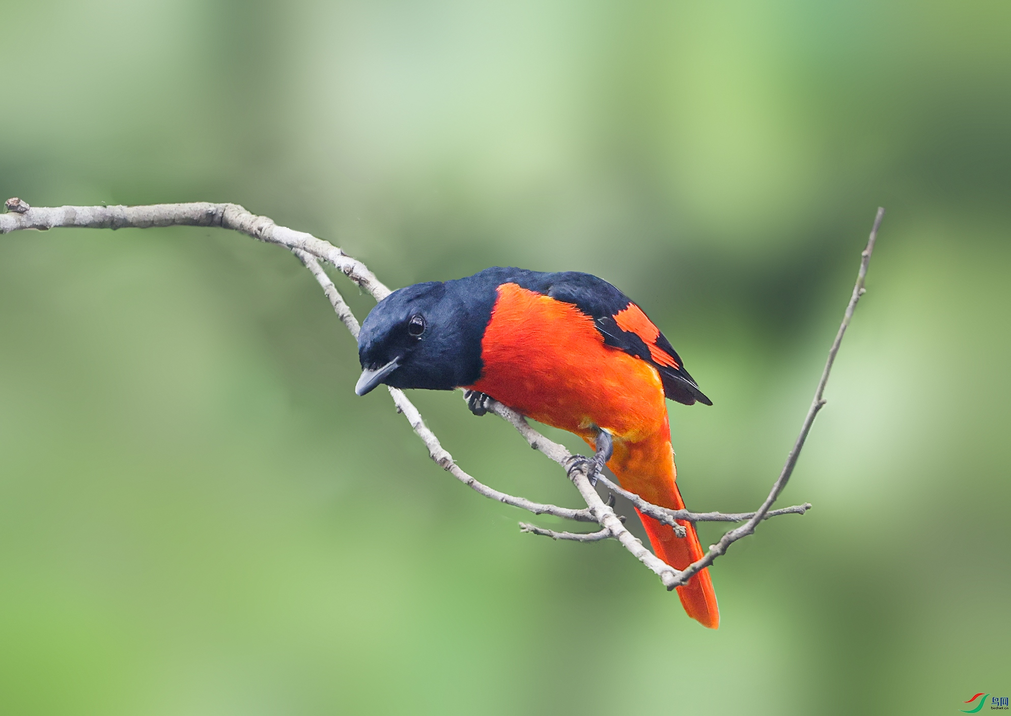 ����ɽ��