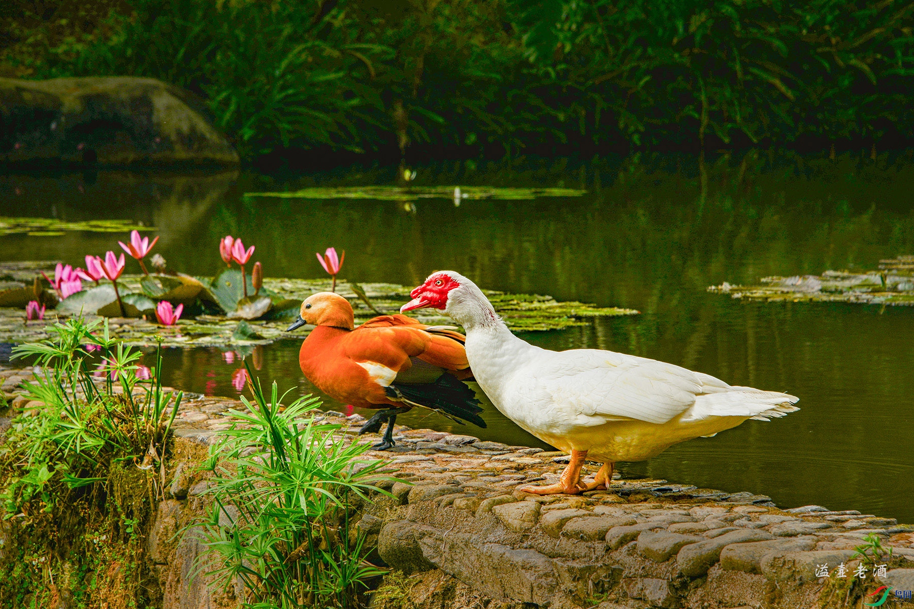 �����Ѽ�����Ѽ