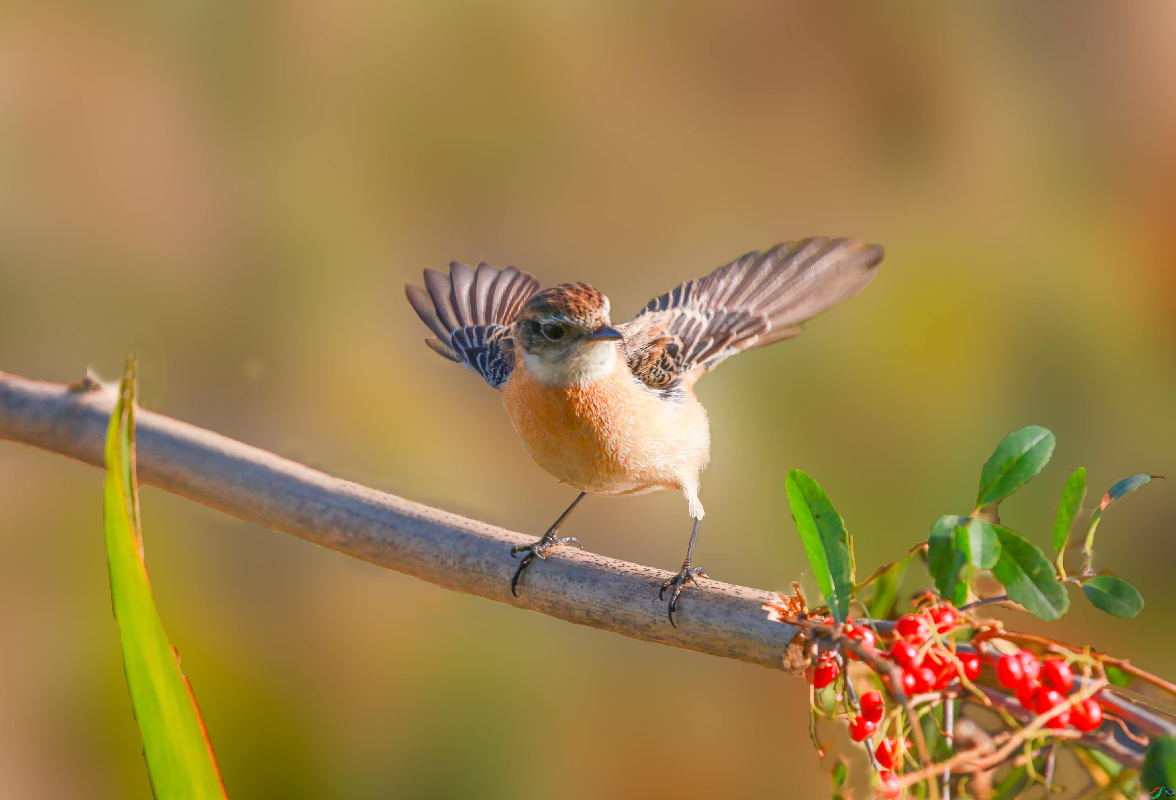 A33A6089 - ����.JPG