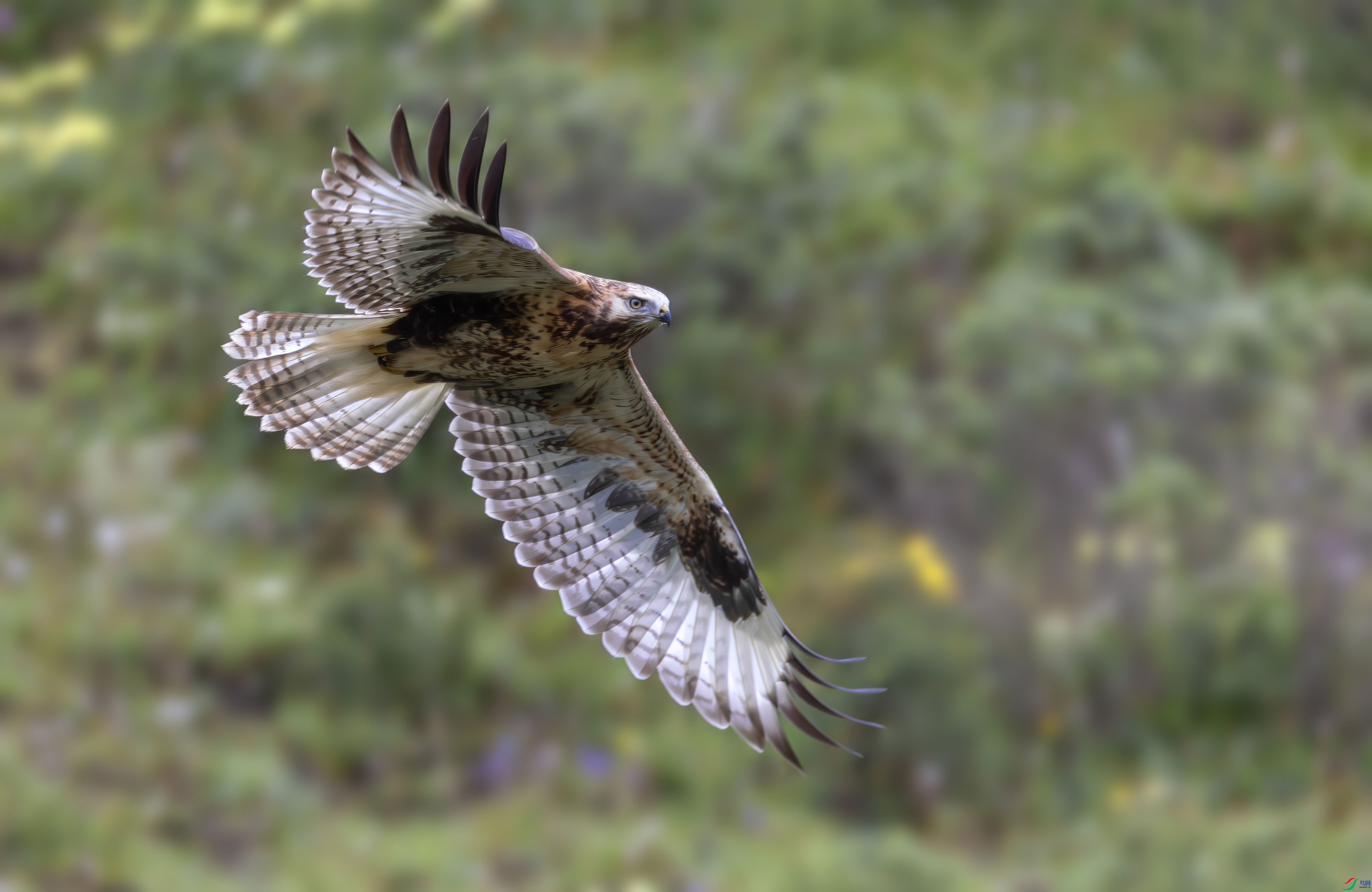 _X0A0471-topaz-denoise.jpeg