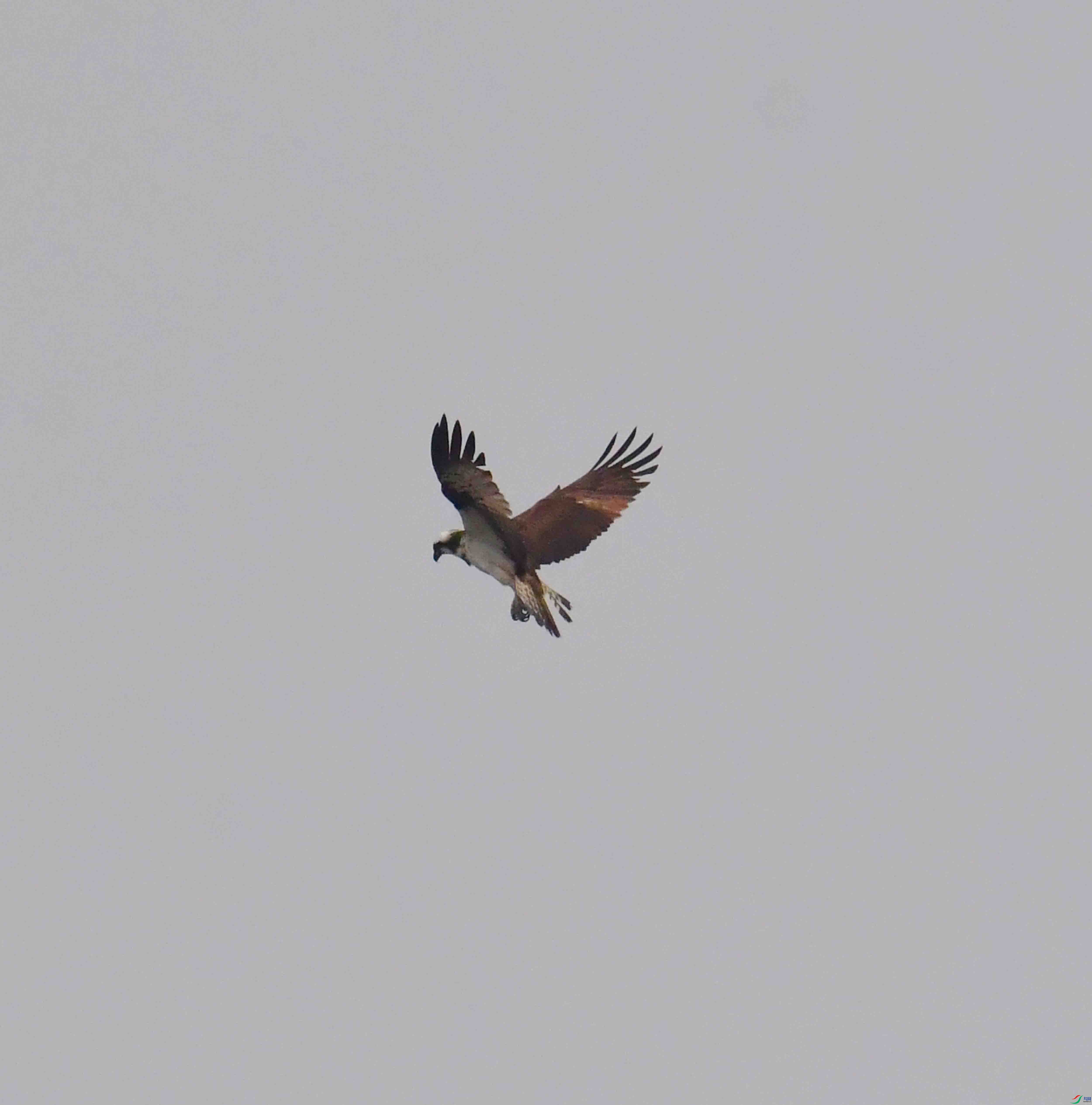 DSC_9632.JPG