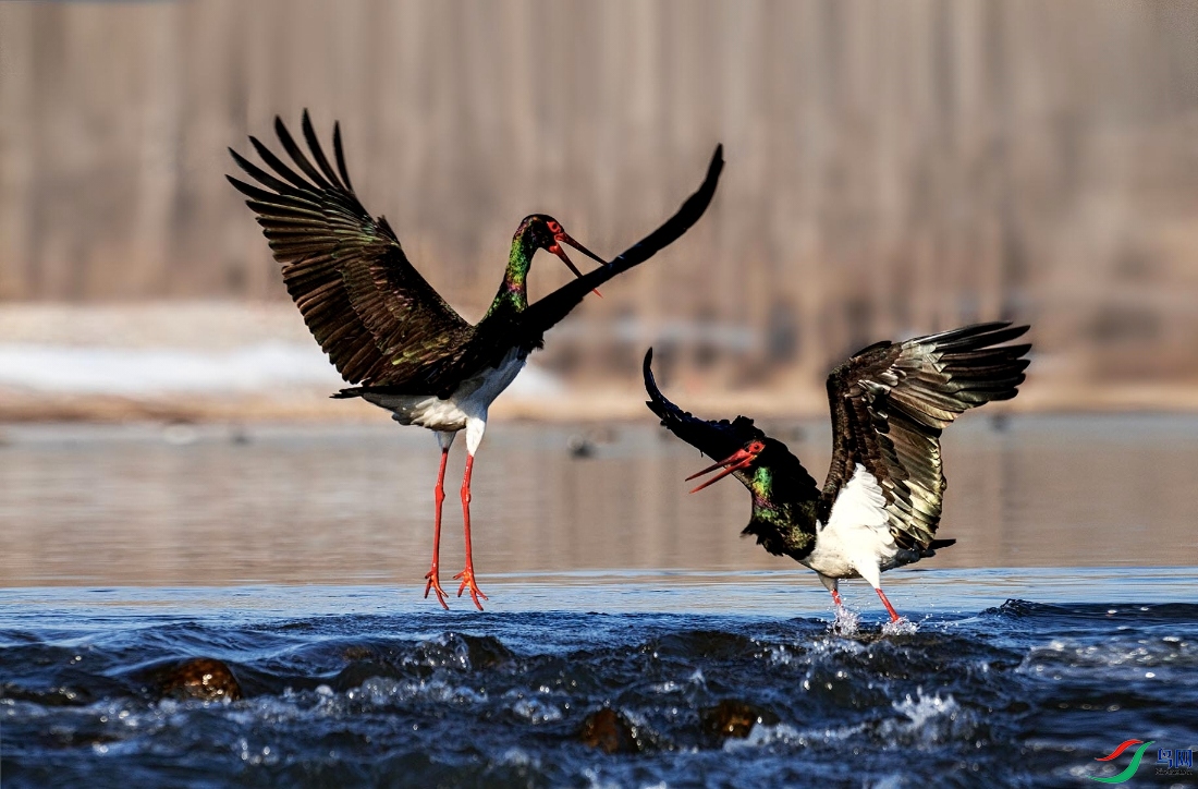 ��ˮ��Ӱ�� 