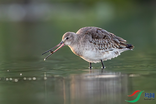 ��ʳ-��β���� .jpg