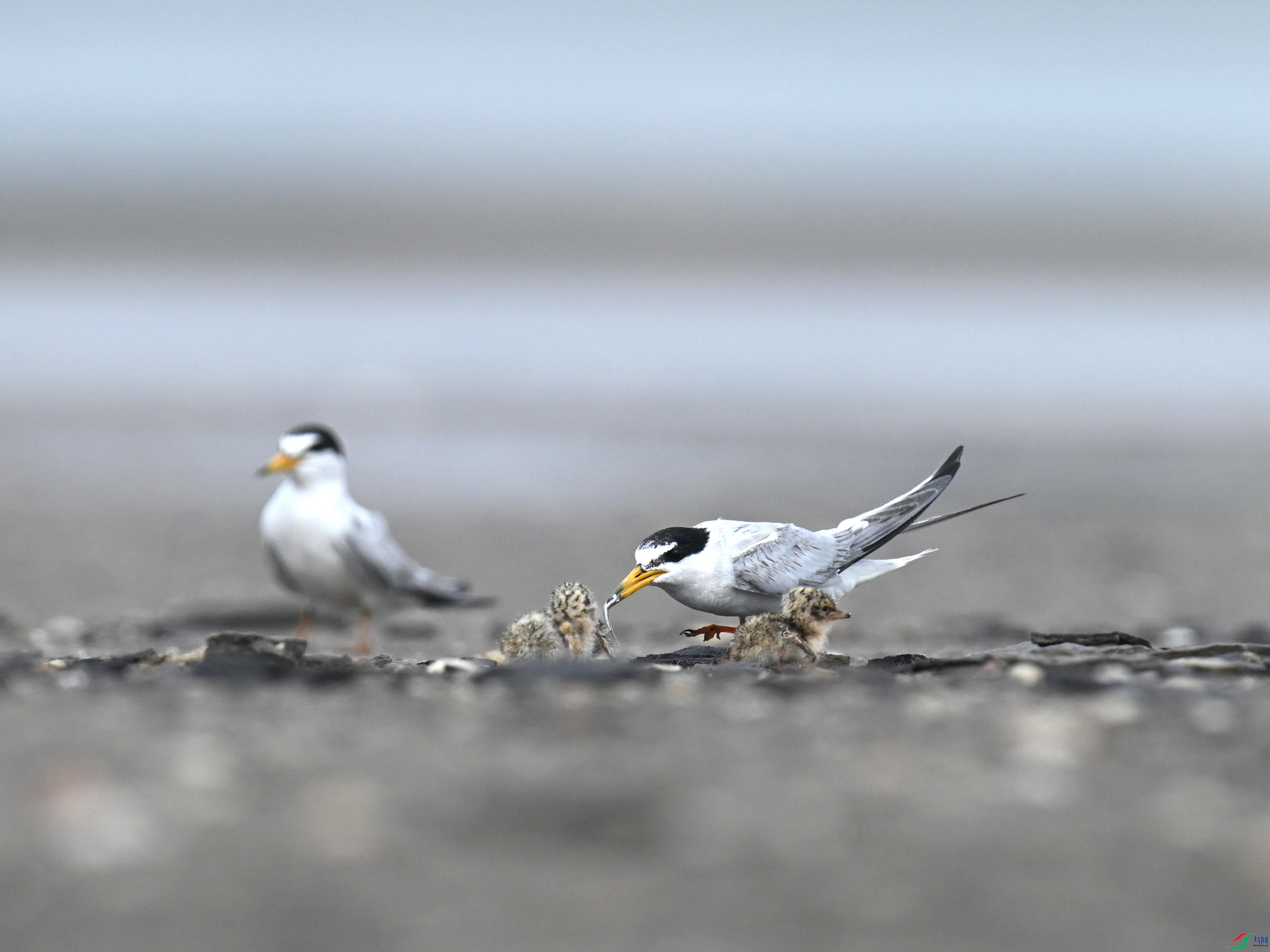 С�׶���Ÿ (3).jpg