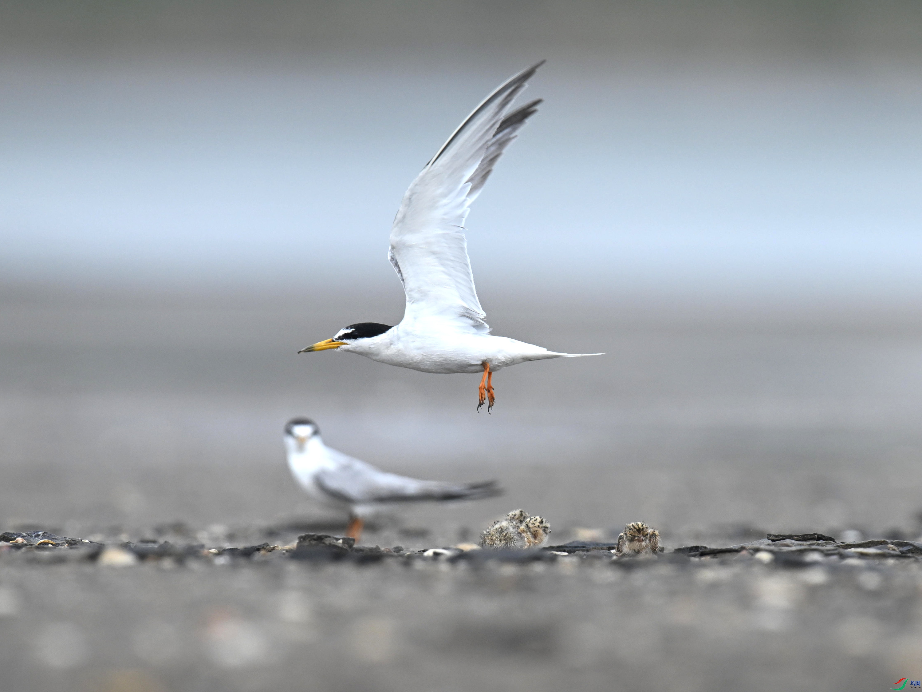 С�׶���Ÿ (4).jpg