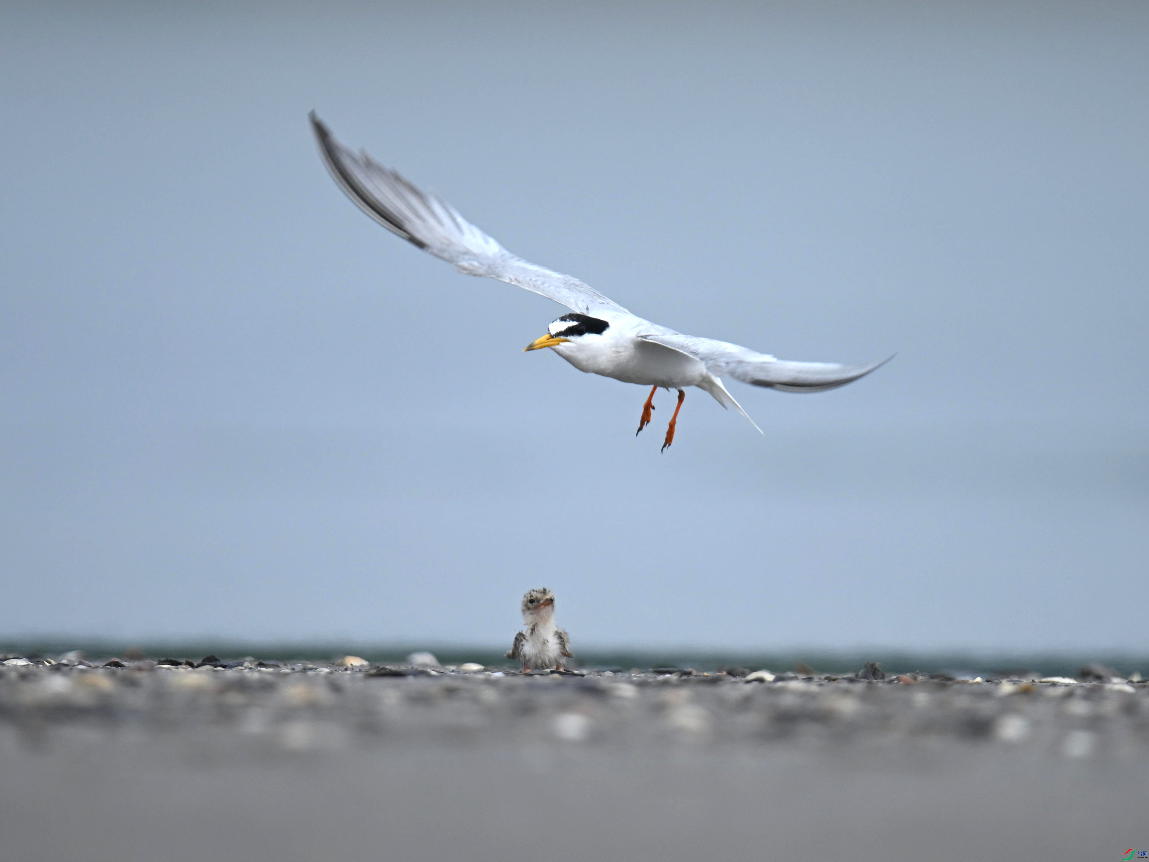 С�׶���Ÿ (9).jpg