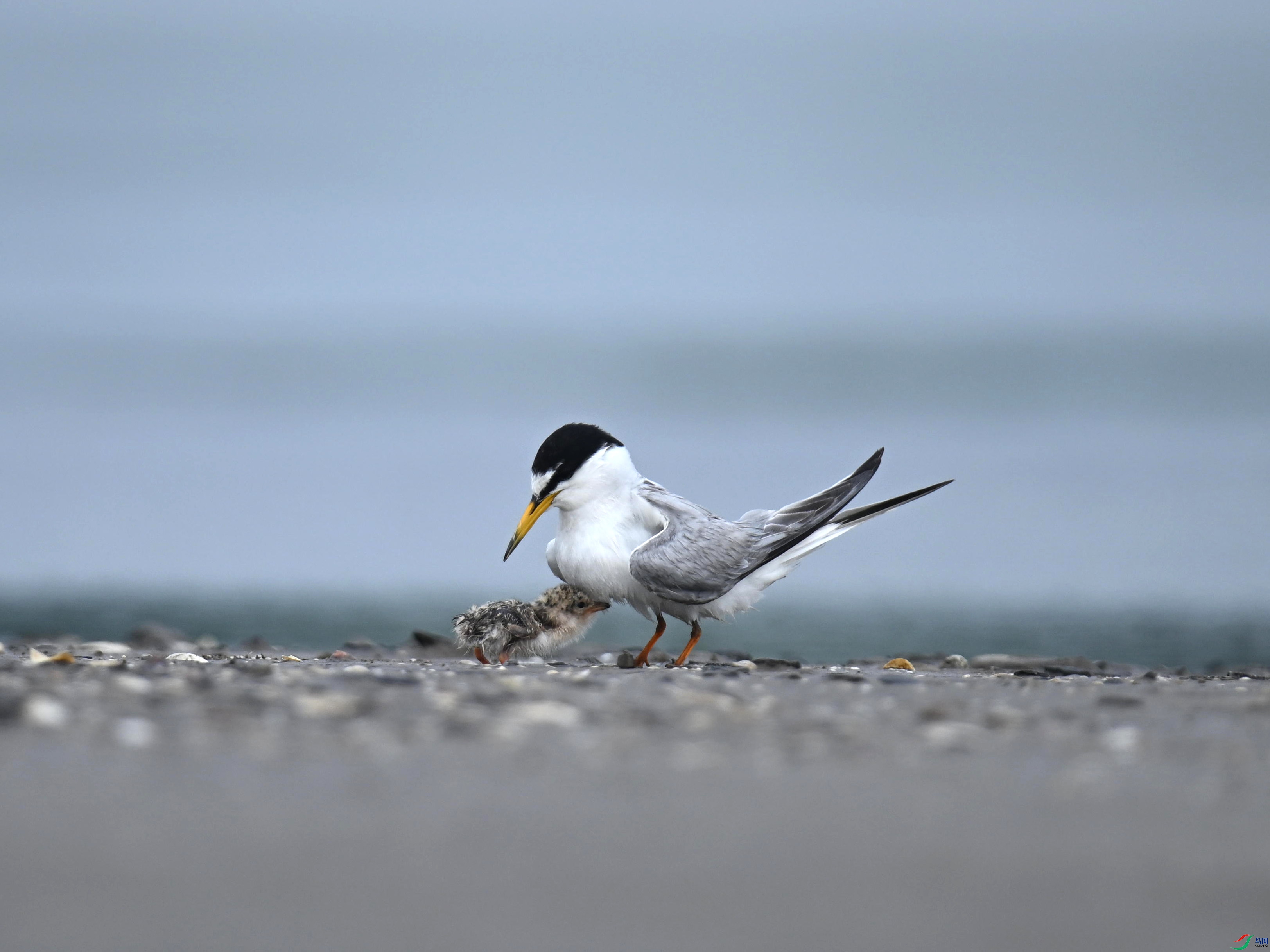 С�׶���Ÿ (10).jpg