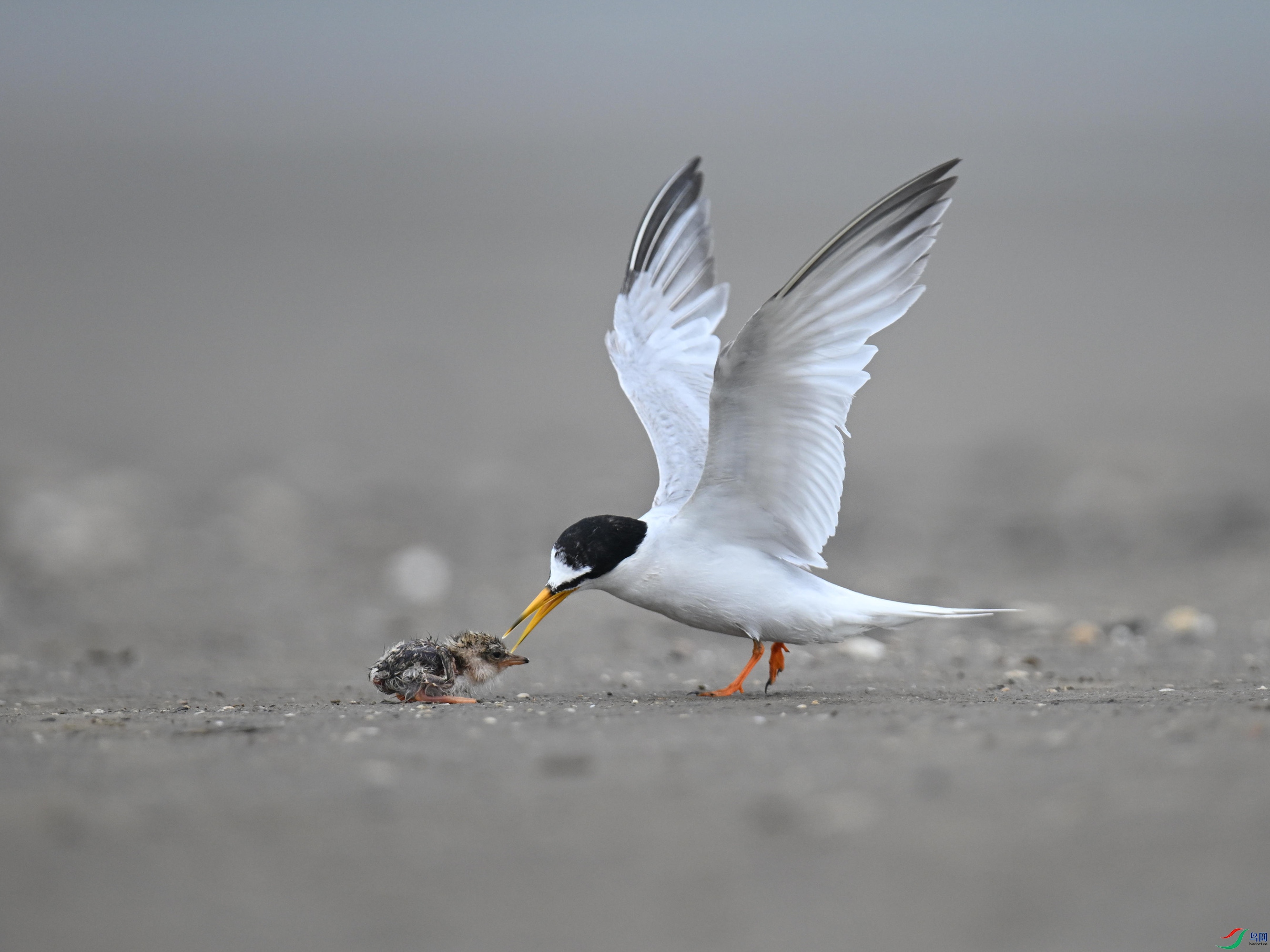 С�׶���Ÿ (13).jpg