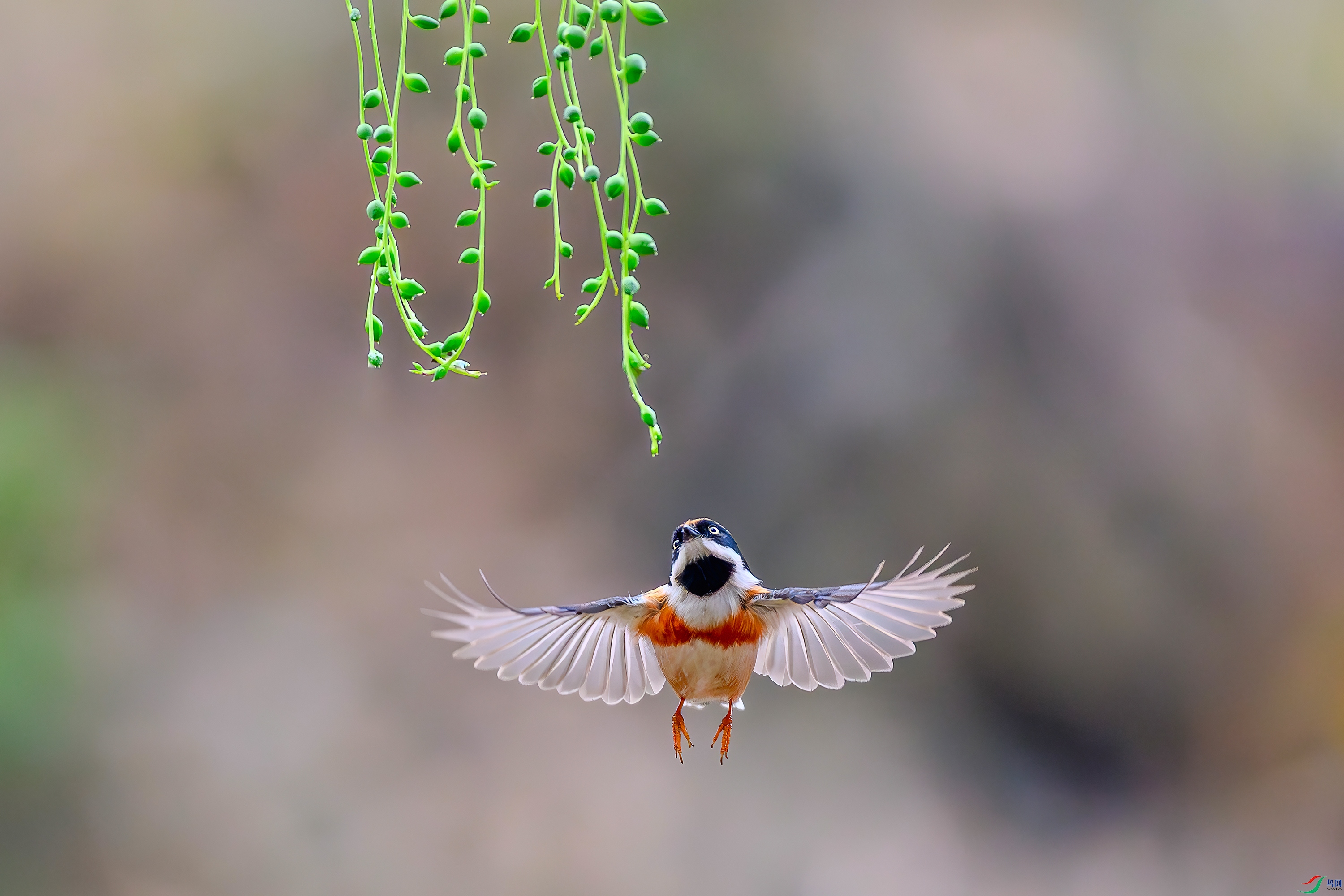 DSC_6158AB.jpg