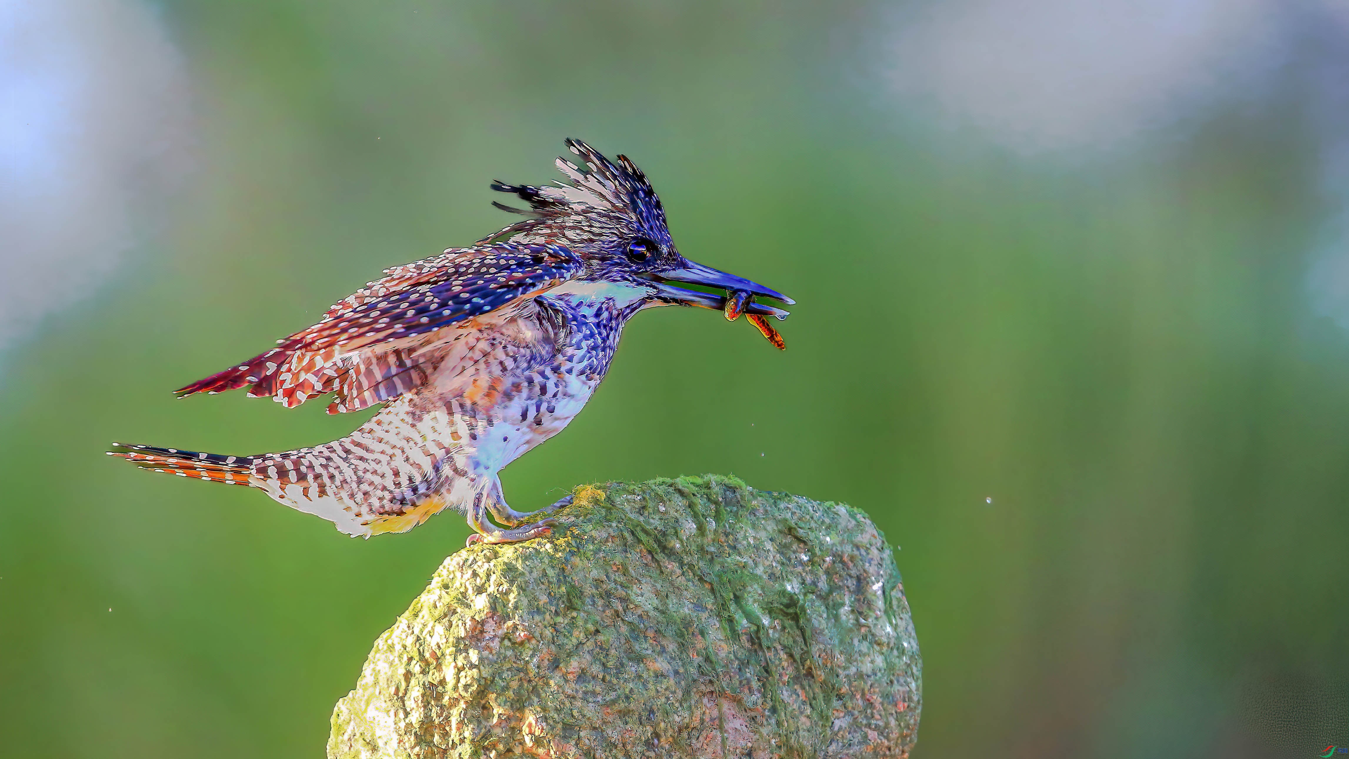 AQ4P1039-1.jpg